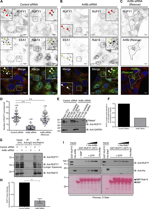 Arl8b regulates RUFY1 endosomal localization and promotes the interaction of RUFY1 and Rab14. (A and B) Representative confocal micrographs of HeLa cells treated with the indicated siRNA, followed by immunostaining for endogenous proteins (as labeled). (C) Representative confocal micrograph of HeLa cells treated with Arl8b siRNA and transfected with the untagged-Arl8b (Rescue) construct followed by immunostaining for RUFY1 and Arl8b. Single-channel images of RUFY1, EEA1, and Rab14 are shown as inverted images. Non-specific nuclear staining was observed with anti-Rab14 antibodies. Arrowheads (red for the RUFY1 channel and green for the EEA1/Rab14 channel) mark the colocalized pixels. Bars: (main) 10 µm; (insets) 2 µm. (D) Quantification of the number of RUFY1 punctae in HeLa cells upon different siRNA treatments as indicated. The values plotted are the mean ± SD from three independent experiments. Experiments are color-coded, and each dot represents the individual data points from each experiment. The total number of cells analyzed is indicated on the top of each data set (****P < 0.0001; n.s., not significant; unpaired two-tailed t test). (E) HeLa cells treated with either control or Arl8b siRNA were homogenized and subjected to ultracentrifugation to separate membrane and cytosol fractions. The supernatant is referred to as cytosol, and the pellet fraction was further treated with 1% Triton X (TX)-100 followed by ultracentrifugation to separate TX-100-insoluble membranes obtained as pellets and supernatant as TX-100-soluble fractions. Cytosol, TX-100 soluble and insoluble pellets were separated by SDS-PAGE followed by immunoblotting with indicated antibodies. Note: “*” marks the non-specific band observed at ∼71 kD upon immunoblotting with anti-RUFY1 antibody. The detection of a non-specific band at ∼71 kD by this antibody was further confirmed by RUFY1 siRNA as shown in Fig. S2 L. (F) Densitometric analysis of RUFY1 band signal in TX-100 insoluble pellet normalized to the input signal. The values plotted are the averages from two independent experiments. (G) Lysates of HeLa cells treated with indicated siRNA were immunoprecipitated with anti-Rab14 antibodies, and the precipitates were IB with the indicated antibodies. (H) Densitometric analysis of RUFY1 band intensity normalized to input and to direct IP of Rab14. The values plotted are the mean ± SD from three independent experiments (***P < 0.001; unpaired two-tailed t test). (I) Recombinant GST-RUFY1 (WT) protein was incubated with MBP alone or GDP/GTP-loaded MBP-Rab14, immobilized on amylose resin, in the presence of increasing amounts of His-Arl8b (WT) or His-Rab7 (WT). The precipitates were IB with the indicated antibodies, and Ponceau S staining was done to visualize the purified proteins. Source data are available for this figure: SourceData F4.