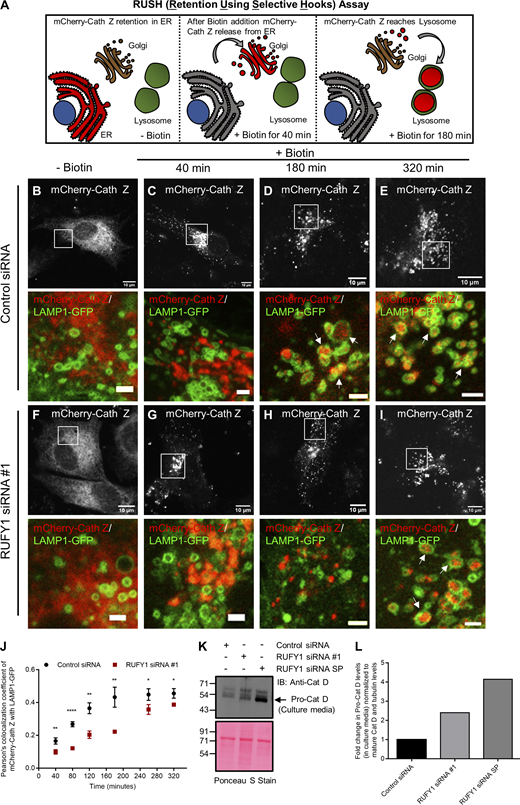 RUFY1 depletion impairs CI-M6PR cargo, cathepsin Z, delivery to lysosomes. (A) Schematic representation of the RUSH assay to study the trafficking of CI-M6PR cargo, mCherry-Cathepsin Z (Cath Z), from the endoplasmic reticulum (ER) to the lysosome. SBP-mCherry-CathZ is retained in the ER via its interaction with the hook Str-KDEL. Upon biotin addition, mCherry-Cath Z releases from the ER and over time reaches the Golgi and subsequently to the lysosomes. (B–I) Representative confocal images of a RUSH experiment performed in HeLa cells treated with control or RUFY1 siRNA. Following 60 h of indicated siRNA treatment; cells were co-transfected with Str-KDEL-IRES-SBP-mCherry-Cath Z and LAMP1-GFP constructs. Different transfected control and RUFY1 depleted cells were imaged at 37°C prior to biotin addition and at various time points post biotin addition. Representative images of different cells at 40, 180, and 320 min post biotin addition are shown. Bars: (main) 10 µm; (insets) 2 µm. (J) Pearson’s colocalization coefficient was quantified for the cargo, mCherry-Cath Z, with LAMP1-GFP at different time points after the addition of biotin by drawing different ROIs in cells. Data represents mean ± SD from 30 to 40 cells in total from three independent experiments, and in each cell, 2–3 ROI were selected for analysis (****P < 0.0001; **P < 0.01; *P < 0.05; unpaired two-tailed t test). (K) Immunoblot of pro-cathepsin D secretion assay performed in HeLa cells treated with the indicated siRNA. TCA precipitated proteins from cell culture media of siRNA-treated cells were immunoblotted with an anti-cathepsin D antibody. Ponceau S stain was done to visualize equal loading of proteins. (L) Densitometric analysis of pro-cathepsin D band intensity in culture media normalized to mature cathepsin and α-tubulin band intensity in total cell lysates. The averaged values from two independent experiments are plotted. Source data are available for this figure: SourceData F7.