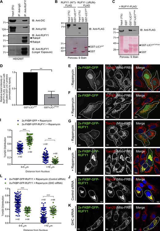 RUFY1 interacts with the dynein-dynactin complex and acts as a dynein cargo adaptor. (A) HEK293T cell lysates were immunoprecipitated using anti-RUFY1 antibody bound to Protein-A/G beads, and the precipitates were immunoblotted (IB) with indicated antibodies. (B) Recombinant GST and GST-LIC1WT (389–523 a.a.) proteins were immobilized on glutathione-coated-agarose beads and incubated with HEK293T cell lysates expressing RUFY1 (WT)-FLAG or RUFY1 (ΔRUN)-FLAG. The precipitates were IB with anti-FLAG antibody and Ponceau S staining was done to visualize the purified proteins. (C) Recombinant GST, GST-LIC1WT, and GST-LIC1FFAA (F447A/F448A) proteins were immobilized on glutathione-coated-agarose beads and incubated with HEK293T cell lysates expressing RUFY1 (WT)-FLAG. The precipitates were IB with anti-FLAG antibody and Ponceau S staining was done to visualize the purified proteins. (D) Densitometric analysis of RUFY1 (WT) pulldown using the indicated GST-fusion proteins (normalized to input signals) is shown. The values plotted are the mean ± SD from three independent experiments (***P < 0.001; unpaired two-tailed t test). (E–H) Representative confocal images of HeLa cells transiently expressing FRB-Tom70p with 2x-FKBP-GFP (E and F) or 2x-FKBP-GFP-RUFY1 (G and H) treated with or without rapamycin, followed by immunostaining with anti-Tom20 antibodies to visualize mitochondria. A white boundary marks the co-transfected cells. Bars: 10 µm. (I) The Tom20 signal intensity profile was quantified with respect to distance from the nucleus of HeLa cells expressing indicated FRB-FKBP fusion proteins upon addition of rapamycin. The values plotted are the mean ± SD from three independent experiments. Experiments are color-coded, and each dot represents the individual data points from each experiment. The total number of cells analyzed is indicated on the top or bottom of each data set (****P < 0.0001; unpaired two-tailed t test). (J and K) Representative confocal micrographs of HeLa cells treated with the indicated siRNAs and co-transfected with FRB-Tom70p and 2x-FKBP-GFP-RUFY1 constructs, followed by 2 h treatment with rapamycin before fixation. Cells were immunostained with an anti-Tom20 antibody to visualize mitochondria. A white boundary marks the co-transfected cells. Bars: 10 µm. (L) The Tom20 signal intensity profile was quantified with respect to distance from the nucleus of HeLa cells treated with indicated siRNA and expressing FRB-FKBP fusion proteins in the presence of rapamycin. The values plotted are the mean ± SD from three independent experiments. Experiments are color coded, and each dot represents the individual data points from each experiment. The total number of cells analyzed is indicated on the top or bottom of each data set (****P < 0.0001; unpaired two-tailed t test). Source data are available for this figure: SourceData F8. Refer to the image caption for details.