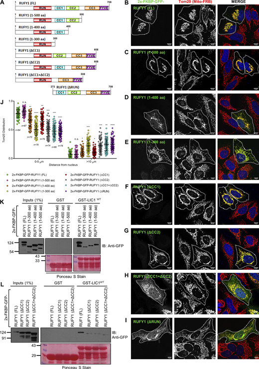 The first two coiled-coil domains of RUFY1 are required for its function as a dynein cargo adaptor and interaction with dynein subunit LIC1. (A) Schematic representation of the domain architecture of RUFY1 (full-length; FL) and mutants with progressive deletion of its C-terminus and internal deletions lacking either the first (300–400 a.a.) or second (400–500 a.a.) or both coiled-coil regions (300–500 a.a.). The RUFY1 (ΔRUN) mutant lacks the 271 a.a. from the N-terminal. (B–I) Representative confocal images of HeLa cells transiently expressing FRB-Tom70p with 2x-FKBP-GFP-RUFY1 (FL) or mutants (as described in A) and treated without rapamycin, followed by immunostaining with an anti-Tom20 antibody to visualize mitochondria. A white boundary marks the co-transfected cells. Bars: 10 µm. (J) The Tom20 signal intensity profile was quantified with respect to distance from the nucleus of HeLa cells expressing indicated FRB-FKBP fusion proteins upon addition of rapamycin. The values plotted are the mean ± SD from three independent experiments. Experiments are color-coded, and each dot represents the individual data points from each experiment. The total number of cells analyzed is indicated on the bottom of each data set (*P < 0.05, **P < 0.01, ***P < 0.001 ****P < 0.0001; n.s., not significant; unpaired two-tailed t test). (K and L) Recombinant GST and GST-LIC1WT proteins were immobilized on glutathione-coated-agarose beads and incubated with HEK293T cell lysates expressing 2x-FKBP-GFP-RUFY1 (FL) or mutants (as indicated). The precipitates were immunoblotted (IB) with an anti-GFP antibody and Ponceau S staining was done to visualize the purified proteins. Source data are available for this figure: SourceData F9. Refer to the image caption for details.