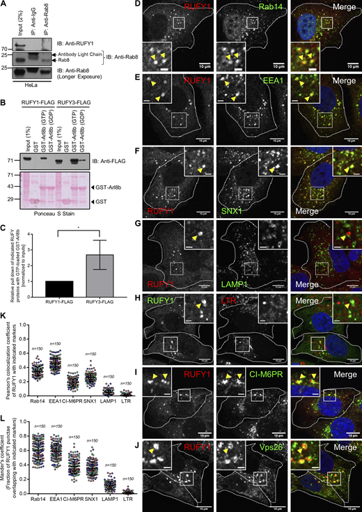 RUFY1 and RUFY3 interact with Arl8b, and RUFY1 localize to compartments positive for early/recycling endocytic markers. (A) HeLa cell lysates were immunoprecipitated with anti-Rab8 antibodies bound to Protein A/G beads. The precipitates were immunoblotted (IB) with the indicated antibodies. (B) Recombinant GST and GST-Arl8b proteins immobilized on glutathione-coated-agarose beads were loaded with either GTP or GDP and then incubated with HEK293T cell lysates expressing RUFY1-FLAG or RUFY3-FLAG. The precipitates were IB with an anti-FLAG antibody and Ponceau S staining was done to visualize the purified proteins. (C) Densitometric analysis of RUFY1 and RUFY3 pulldown (normalized to input signals) using GTP-loaded GST-Arl8b. The values plotted are the mean ± SD from three independent experiments (*P < 0.05; unpaired two-tailed t test). (D–J) Representative confocal micrographs of HeLa cells immunostained for endogenous RUFY1 and various endocytic markers (D) Rab14, (E) EEA1, (F) SNX1, (G) LAMP1, (H) Lysotracker Red (LTR), (I) CI-M6PR and (J) Vps26. In the inset, the arrowhead marks the colocalized pixels. Bars: (main) 10 µm; (insets) 2 µm. (K and L) Pearson’s and Mander’s colocalization coefficient quantification of endogenous RUFY1 with various indicated markers. The values plotted are the mean ± SD from three independent experiments. Experiments are color-coded, and each dot represents the individual data points from each experiment. The total number of cells analyzed is indicated on the top of each data set. Source data are available for this figure: SourceData FS1.