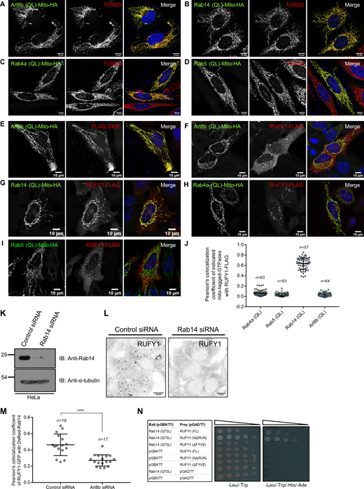 Rab14, but not Arl8b, determines RUFY1 recruitment to membranes. (A–D) Confocal micrographs of HeLa cells transfected with C-terminal Mito-HA-tagged GTP-locked versions of small G proteins, Arl8b (Q75L; A), Rab14 (Q70L; B), Rab4a (Q72L; C), and Rab5 (Q79L; D). Cells were fixed and immunostained with anti-HA and anti-Tom20 (mitochondrial marker) antibodies. Bars: 10 µm. (E–I) Confocal micrographs of HeLa cells co-transfected with Mito-tagged GTP-locked versions of small G proteins as described above and with either FLAG-SKIP (E) or RUFY1-FLAG (F–I). Cells were fixed and immunostained with anti-HA and anti-FLAG antibodies. Bars: 10 µm. (J) Pearson’s colocalization coefficient quantification of RUFY1-FLAG and Mito-HA-tagged GTP-locked versions of small G proteins-Rab4a, Rab5, Rab14, and Arl8b. The values plotted are the mean ± SD from three independent experiments. Experiments are color-coded, and each dot represents the individual data points from each experiment. The total number of cells analyzed is indicated on the top of each data set. (K) Control- and Rab14-siRNA-treated HeLa cell lysates were immunoblotted (IB) with anti-Rab14 antibody for assessing the knockdown efficiency. α-tubulin was used as the loading control. (L) Representative confocal micrographs of HeLa cells treated with either control or Rab14 siRNA followed by immunostaining for endogenous RUFY1. Bars: 10 µm. (M) Pearson’s colocalization coefficient (PCC) was quantified for RUFY1-GFP and DsRed-tagged-Rab14 signals in either control or Arl8b siRNA-treated HeLa cells. PCC was calculated from a single frame of live-cell imaging videos. The values plotted are the mean ± SD from two independent experiments with 16–17 cells analyzed per treatment (****P < 0.0001; unpaired two-tailed t test). (N) Yeast two-hybrid assay. The indicated yeast co-transformants were spotted (five-fold serial dilution) on -Leu/-Trp (non-selection) and -Leu/-Trp/-His/-Ade (selection) media plates to confirm viability and interactions, respectively. Source data are available for this figure: SourceData FS3. Refer to the image caption for details.