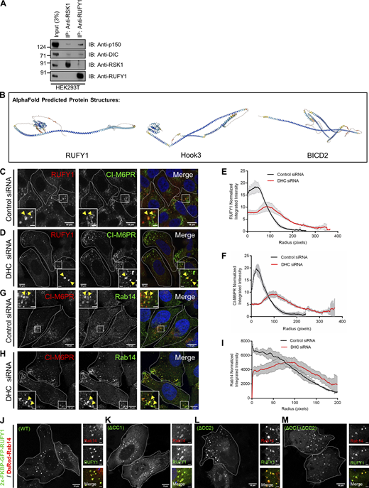 Perinuclear positioning of RUFY1, CI-M6PR, and Rab14 is dependent on dynein. (A) HEK293T cell lysates were immunoprecipitated with either anti-RSK1 (used as a control) or anti-RUFY1 antibodies bound to Protein A/G beads. The precipitates were immunoblotted (IB) with the indicated antibodies. (B) AlphaFold prediction of structures for human proteins-RUFY1, HOOK3 and BICD2. (C, D, G, and H) Representative immunofluorescence images of HeLa cells treated with either control or Dynein Heavy Chain (DHC) siRNA, followed by immunostaining with anti-RUFY1 and anti-CI-M6PR antibodies (C and D) or anti-Rab14 and anti-CI-M6PR antibodies (G and H). The inset indicates colocalized pixels. Bars: (main) 10 µm; (insets) 2 µm. (E, F, and I) The graph shows a radial profile plot of RUFY1 (E), CI-M6PR (F), and Rab14 (I) intensity in HeLa cells treated with either control or DHC siRNA. The values plotted are the mean ± SD from three independent experiments with 25 cells (E and F) and 15–20 cells (I) analyzed per experiment. (J–M) Representative confocal images of HeLa cells co-transfected with plasmids expressing 2x-FKBP-GFP-RUFY1 (WT or mutants as labeled) and DsRed-Rab14. Bars: (main) 10 µm; (insets) 2 µm. Source data are available for this figure: SourceData FS5.