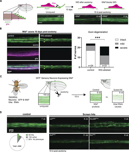 A screen for glial genes required for axon maintenance. (A) Diagram illustrating the peripheral sensory nerve in the wing (left) with neurons labeled in green and glia in magenta. Expression of WldS prevents axon degeneration 10 days post axotomy (dpa) in the wing (right). cb, cell body; scale bar, 5 µm. (B) Axon integrity in injured WldS expressing neurons in control and WG-ablated animals at 10 dpa. Chi-square test, P = 0.0005, n = 45. (C) Diagram of screen workflow. Flies expressing GFP and WldS in neurons and GAL4 in glia were crossed to UAS-RNAi flies and resulting progeny were injured and assessed for axon integrity at 10–14 dpa. (D) Summary of screen results with examples of individual screen hits: wit, Ncc69, bnl, and fzo. (See also Table S2.)