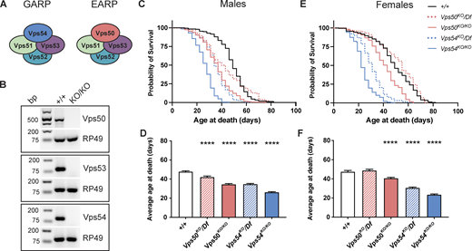 Reduced lifespan of GARP knockout flies. (A) Cartoon depicting the GARP and EARP complexes. (B) RT-PCR from control (+/+) and KOs. RNA was extracted from whole larvae, reverse transcribed, and equal amounts of cDNA were used for RT-PCR. RP49 is used as a reference gene. Bp = base pairs. (C and D) Survival curves and average age at death ± SEM for male flies of the indicated genotypes. N > 200 flies/genotype. Survival curves were analyzed by Log-Rank Mantel-Cox test with Bonferroni multiple comparisons correction. ****P < 0.0001 for all genotypes compared to control except Vps50KO/Df (not significant—n.s.). Average age at death compared to +/+ was analyzed by one-way ANOVA with Dunnett’s post-test. ****P < 0.0001. (E and F) Survival curves and average age at death ± SEM for female flies of the indicated genotypes. N > 188 flies/genotype. Survival curves were analyzed as in C. ****P < 0.0001 for all genotypes compared to control except Vps50KO/Df (n.s.). Average age at death analyzed as in D. ****P < 0.0001. Source data are available for this figure: SourceData F1. Refer to the image caption for details.