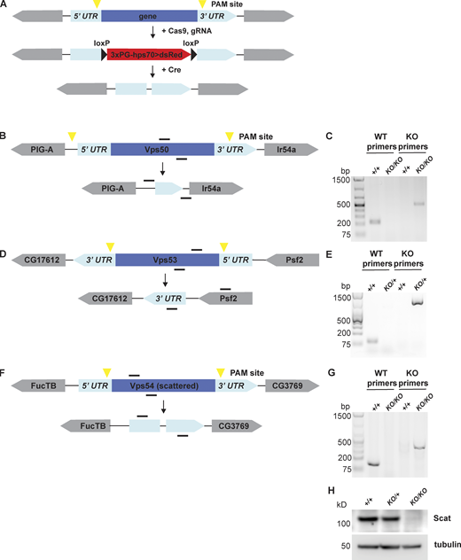 Generation of GARP and EARP knockout flies. (A) General schematic of CRISPR knockout strategy. Guide RNAs recognize sequences around PAM sites (yellow triangles). DsRed cassette flanked by loxP sites was knocked-in in place of the gene of interest to generate DsRed+ knockout (KO) lines. DsRed cassette was removed by crossing to a Cre recombinase line to generate the final knockouts. (B, D, and F) Schematic of Vps50, Vps53, and scattered (Vps54) wild-type genes and knockouts, respectively. Genes are shown in their relative orientation in the genome. Black lines above indicate hybridization sites for genotyping primers. (C, E, and G) Agarose gel of genotyping PCR for Vps50, Vps53, and Vps54 knockout lines, respectively. +/+ = w1118. For Vps50 and Vps54, DNA was isolated from adult males. Because Vps53KO is lethal in the pupal stage, DNA was isolated from wandering third instar larvae. Bp = base pairs. (H) Western blot of head lysates from control, Vps54KO/+ and Vps54KO/KO larvae probed with antibodies raised against Vps54/scattered and tubulin (loading control). See Table S1 for cloning and genotyping primer sequences. Source data are available for this figure: SourceData FS1. Refer to the image caption for details.