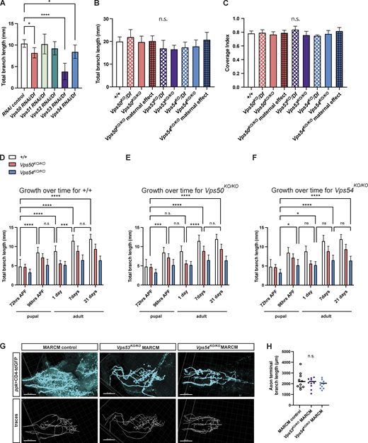 Additional support for developmental emergence of a dendritic, but not axonal, phenotype. (A) Quantification of total dendrite branch length of c4da neurons expressing RNAi against GARP and EARP complex components in 7 d adult males. RNAi are driven by ppk-Gal4 in a heterozygous chromosomal deficiency background, n = 7–13 independent neurons/genotype. RNAi control vs. Vps50 RNAi/Df *P = 0.0217, RNAi control vs. Vps54 RNAi/Df *P = 0.0238, RNAi control vs. Vps53 RNAi/Df ****P < 0.0001, remaining comparisons, P > 0.31. (B) Total dendrite branch length of c4da neurons from 3rd instar larvae 96 h after egg lay (AEL). For maternal effect samples, we examined homozygous KO flies from homozygous KO females crossed to heterozygous KO males. Comparison of each genotype to +/+ P > 0.16. (C) Coverage index (neuron area/receptive field area) of neurons from 96 h AEL larvae. Comparison of each genotype to +/+, P > 0.11. For B and C, n = 6–9 neurons/genotype. A–C were analyzed by one-way ANOVA with Tukey’s post-test. Data presented as mean ± SD. (D–F) Additional analysis for data in Fig. 3 E. Graphs show statistics comparing total dendrite length across timepoints for (D) +/+, (E) Vps50KO/KO, and (F) Vps54KO/KO. Analyzed by two-way ANOVA with Tukey’s post-test. Data presented as mean ± SD. Please see Table S2 for the list of P-values. (G and H) Representative images of axon terminals of FRT40A MARCM control, Vps53KO/KO MARCM, and Vps54KO/KO MARCM clones from 6- to 8-d-old adult ventral nerve cord. Top, CD4-tdGFP labeling the neuronal membrane. Bottom: traces of axon terminals. Scale bar = 40 μm. (H) Quantification of axon terminal branch length, n = 10 independent clones/genotype. Analyzed by one-way ANOVA with Tukey’s post-test, n.s. P > 0.41. Samples for all experiments were collected from at least three independent experiments.
