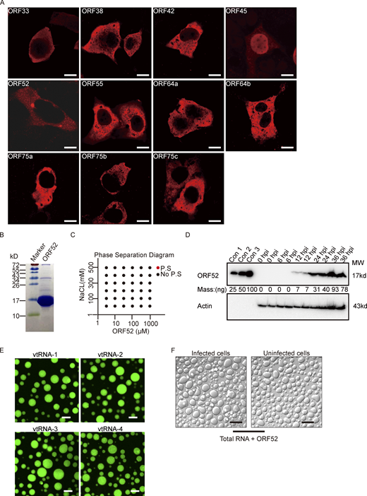 Analyses of ORF52 phase separation. (A) Plasmids expressing different tegument proteins were individually transfected into COS-7 cells. At 24 h post transfection, the cells were fixed with 4% paraformaldehyde and then permeabilized with 0.2% Triton X-100. Indirect immunofluorescence analysis was carried out using an antibody against HA-tag or Flag-tag. Bar: 5 μm. (B) Purity of bacterially expressed ORF52, analyzed by Coomassie blue staining. (C) Phase separation diagram of ORF52 at the indicated concentrations. ORF52 with the indicated concentrations were incubated in phase separation assay buffer with different concentrations of NaCl and visualized by confocal microscopy. P.S, phase separation. (D) Expression levels of ORF52 in 293T cells after MHV-68 infection (MOI = 3) at different hours post infection, as examined by Western blotting. con1-3: Bacterially expressed and purified ORF52 proteins were loaded at the indicated amount to draw standard curve. (E) Phase separation assay of ORF52 with v-tRNA was performed in physiological buffer. 10 μM ORF52 protein (3% Alexa 488-labeled) was mixed with 100 ng/μl v-tRNA in 96-well plates coated with 20 mg/ml BSA. Mixtures were incubated and images were captured by confocal microscopy. Bar: 10 μm. (F) Phase separation assay of ORF52 with total RNA extracted from infected or uninfected cells was performed in physiological buffer. 10 μM ORF52 protein was mixed with 100 ng/μl total RNA in 96-well plates coated with 20 mg/ml BSA. Mixtures were incubated and images were captured by confocal microscopy. Bar: 10 μm. Source data are available for this figure: SourceData FS2.