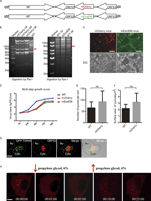 Construction and analyses of recombinant MHV-68 viruses. (A) A schematic diagram of mCherry-ORF52 BAC and mEosEM-ORF52 BAC constructs. (B) Left panel: WT BAC DNA and mCherry-ORF52 BAC DNA were isolated from E. coli strain SHG68 (GS1783). The DNAs were digested with PteI. The arrow indicates the position of a 7.8-kb PteI fragment resulting from mCherry insertion. Right panel: WT BAC DNA and mEosEM-ORF52 BAC DNA were isolated from E. coli strain SHG68 (GS1783). The DNAs were digested with KpnI. The arrow indicates the position of a 7.7-kb KpnI fragment which disappeared as a result of mEosEM insertion. (C) 293T cells were individually transfected with mCherry-ORF52 BAC or mEosEM-ORF52 BAC and images were captured by a fluorescence microscope. Bright-field images of the same area are shown on the bottom. Bar: 200 μm. (D) Multi-step growth curves of the recombinant viruses. BHK cells were infected with the indicated viruses at an MOI = 0.05 and cultured for 4 d. Viral titers were examined at the indicated time points. Values shown are means ± SD (n = 3). (E and F) Quantification of cytoplasmic ORF52 puncta in COS-7 cells infected by WT virus or mCherry-ORF52 virus. COS-7 cells were infected with WT virus or mCherry-ORF52 virus at a MOI of 3 and fixed at 18 hpi. Number of ORF52 puncta per cell (E) and mean surface areas of puncta (F) were measured using the microscopy image analysis software, Imaris. Error bar represents SD. Statistical analyses were performed using a two-tailed non-parametric t test. Data were collected from at least three independent experiments. (E) WT, n = 6; mCherry, n = 7. (F) WT, n = 6; mCherry, n = 5. (G) Analysis of co-localization of ORF52 with TGN. A plasmid expressing GFP-TGN46 was transfected into COS-7 cells. At 12 h post transfection, COS-7 cells were infected with mCherry-ORF52 virus. Cells were fixed at 24 hpi and observed with a confocal microscope (FV1200). Shown are the merged images of GFP-TGN signals (green) and mCherry-ORF52 signals (red) without the bright-field image (Merge 1) or with the bright-field image (Merge 2). Nu, nucleus. Bar: 5 μm. (H) Fluorescent images of COS-7 cells infected with mCherry-ORF52 virus at an MOI = 3 and treated with 6% propylene glycol (PG) at 24 hpi. Bar: 5 μm. Source data are available for this figure: SourceData FS1.