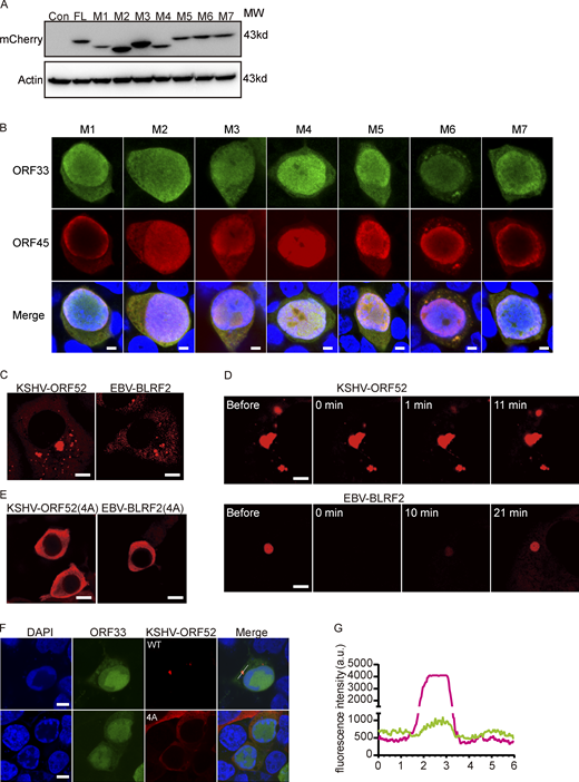 Analyses of ORF52 mutants and the LLPS properties of ORF52 from other γ-herpesviruses. (A) Empty vector or plasmids expressing mCherry-ORF52 or plasmids expressing mCherry-tagged mutants were individually transfected into 293T cells. Cells were collected for Western blot at 48 h post transfection. (B) 293T cells were transfected with ORF52 mutant BAC and detected by indirect immunofluorescence at 48 h post transfection. ORF33 was detected using a mouse anti-ORF33 monoclonal antibody, followed by an Alexa Fluor 488-conjugated secondary antibody (green channel). ORF45 was detected using a rabbit anti-ORF45 polyclonal antibody, followed by an Alexa Fluor 647-conjugated secondary antibody (red channel). Nuclei were stained with DAPI (blue channel). Bar: 5 μm. (C) KSHV-ORF52 and EBV-BLRF2 form puncta in COS-7 cells after transfection. Plasmids expressing mCherry-ORF52 (KSHV) or mCherry-BLRF2 (EBV) were transfected into COS-7 cells. Cells were observed with a fluorescence microscope. Bar: 5 μm. (D) FRAP of mCherry-ORF52 homologues in COS-7 cells at 37°C. Bar: 2 μm. (E) A conserved cluster of basic amino acids in the IDR is also required for phase separation of KSHV-ORF52 and EBV-BLRF2. Plasmids expressing KSHV mCherry-ORF52(4A) or EBV mCherry-BLRF2(4A) were transfected into COS-7 cells. Cells were observed with a fluorescence microscope. Bar: 10 μm. (F) Formation of cVACs relies on the phase separation properties of KSHV ORF52. 293T cells were transfected with MHV-68-ORF52-null BAC plus a plasmid expressing KSHV-ORF52 or its 4A mutant. At 48 h post transfection, MHV-68-ORF33 and KSHV-ORF52 were visualized by indirect immunofluorescence. ORF33 was detected using a mouse anti-ORF33 monoclonal antibody, followed by an Alexa Fluor 488-conjugated secondary antibody (green channel). ORF52 was detected using a rabbit anti-flag monoclonal antibody, followed by an Alexa Fluor 555-conjugated secondary antibody (red channel). Nuclei were labeled with DAPI (blue). Bar: 5 μm. (G) Plot of the normalized fluorescence intensity of KSHV-ORF52 (red) and MHV-68-ORF33 (green) along the line in F. Source data are available for this figure: SourceData FS3.