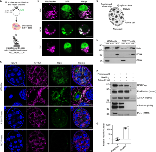 A candidate screen identified the meiotic helicase REC as a dual-targeted protein that localizes to both the nucleus and mitochondria. (A) Schematic of the candidate screen in Drosophila S2R+ cells. (B) Representative images of REC, HDM, and XLF1 tagged with GFP when overexpressed in S2R+ cells stained with MitoTracker to label mitochondria. Scale bar: 5 µm. (C) Diagram of a Drosophila stage 5/6 egg chamber. The oocyte and 15 nurse cells are surrounded by a single layer of somatic follicle cells. (D) Endogenous REC tagged with Halo co-localizes with the mitochondrial network (anti-ATP5A) of nurse cells and oocytes, and with oocyte nuclei that are highlighted by yellow-dashed lines (upper panel with zoomed-in views; a zoomed-out image of the same egg chamber is shown in Fig. S1 C as part of an ovariole that contains the germarium up to stage 9 egg chambers). RECΔMTS-Halo ovaries showed reduced mitochondrial REC and unaltered nuclear REC in oocytes (middle panel). RECKO-Halo ovaries, which carry a 130 bp deletion that introduces an early stop codon in rec, showed no Halo labeling (lower panel, Fig. S1, D and E). Scale bar: 10 µm. (E) Immunoblot of mitochondrial (Mito, anti-COX4), cytoplasmic (Cyto) and nuclear (Nuc, anti-PCNA) fractions of REC-Halo and RECΔMTS-Halo eggs. This confirmed that RECΔMTS-Halo flies have reduced mitochondrial REC, whereas the nuclear REC level remains unchanged. (F) Proteinase K protection assay showed that REC in the crude mitochondrial fraction was resistant to digestion after the outer mitochondrial membrane (OMM) integrity was disrupted by hypo-osmotic treatment. Porin, Opa1 (endogenously tagged with HA), PolG1 (endogenously tagged with Halo), and ATP5A were probed as the outer mitochondrial membrane (OMM), inner mitochondrial membrane (IMM) and matrix marker(s), respectively. (G) Relative rec mRNA levels measured by RT-qPCR, normalized to ef1a (n = 5 biological replicates; see Fig. S1 F for Ct values). Data represent mean ± SD. Source data are available for this figure: SourceData F1. Refer to the image caption for details.