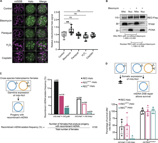 REC mediates recombination-based mtDNA repair upon the introduction of DSBs. (A) Representative images and quantification of Halo signals in Ubi-mtSSB-GFP; REC-Halo ovaries after treatment with DNA-damaging agents for 2 h (n = 10 biological replicates). Scale bar: 10 µm. Data represent mean ± SD. One-way ANOVA with Dunnett’s multiple comparisons. The average intensities of Halo in mitochondrial regions defined by mtSSB-GFP signal were measured. (B) Representative immunoblot images of REC (endogenously tagged with Flag) in mitochondrial and nuclear fractions of ovaries with and without bleomycin treatment. The amount of REC was normalized to the amount of TFAM or PCNA in the same sample by quantifying band intensity. Three experiments were performed (see SourceDataF3). Data represent mean ± SD. (C) Schematic of germline recombination assay and subsequent recombinant mtDNA isolation frequency as a percentage of the number of flies examined (n = 97–370 biological replicates). Parental flies were heteroplasmic for D. melanogaster and Drosophila yakuba mtDNA (mt:mel + mt:yak, ∼94% mtDNA sequence homology, filled bars) or D. melanogaster and Drosophila mauritianamtDNA (mt:mel + mt:mau, ∼95% mtDNA sequence homology, hollow bars). D. melanogaster mtDNA contains a single NciI recognition site at 3,648 bp. D. yakuba and D. mauritiana mtDNA contain two NciI recognition sites at 2,213 + 4,526 bp and 3,612 + 7,223 bp, respectively. The resulting progeny after expressing mito-NciI driven by nos-GAL4 (germline) were homoplasmic for a certain recombinant mitochondrial genotype that lacks the NciI recognition sites (Fig. S2 D). The frequency of isolating recombinant mtDNA is measured by the percentage of heteroplasmic females expressing mito-NciI in germline that produced progeny with recombinant mtDNA. (D) Schematic of somatic recombination assay and subsequent rescue frequency. The rescue was calculated as the percentage of adult progeny that express mito-NciI versus their siblings that did not express mito-NciI (Fig. S2 F; n = 4–5 crosses). Data represent mean ± SD. Source data are available for this figure: SourceData F3.