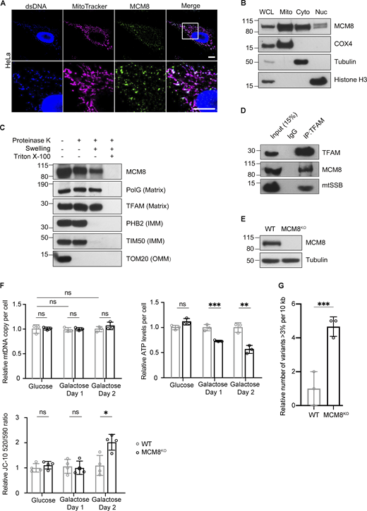 MCM8 co-localizes with mitochondria and mtDNA to safeguard mtDNA in human cells. (A) Representative images of HeLa cells with MitoTracker-labeled mitochondria and immune-stained with antibodies against double-stranded DNA (dsDNA) showing co-localization of MCM8 with mitochondria and mtDNA. Scale bar: 10 µm. (B) Immunoblot of whole-cell lysate (WCL), mitochondrial (Mito, anti-COX4), cytoplasmic (Cyto, anti-tubulin), and nuclear (Nuc, anti-Histone H3) fractions of HEK293T cells to test the subcellar enrichment of MCM8. (C) Mitochondrial fractions post proteinase K treatments immunoblotted with anti-MCM8, anti-PolG1, anti-TFAM, anti-prohibitin 2 (PHB2), anti-TIM50, and anti-TOM20 antibodies, suggest that MCM8 localizes to the mitochondrial matrix. (D) MCM8 co-immunoprecipitated with TFAM in HEK293T cells. Anti-TFAM antibody was used to pull down MCM8 and mtSSB. Co-immunoprecipitation with anti-MCM8 antibodies also pulled down TFAM (Fig. S4 B). (E) Immunoblot confirms the absence of MCM8 protein in knockout cells (Fig. S4 D). Tubulin was blotted as the loading control. The MCM8KO cells carry a 2 bp deletion that results in an early premature stop codon. (F) qPCR and ATP assays, and JC-10 staining measuring mtDNA copy number, ATP levels and mitochondrial membrane potential of MCM8KO and wild-type cells cultured in glucose or galactose media (n = 3 biological replicates). Data represent mean ± SD, Student’s one-sided t test; ns, P > 0.05; *, P < 0.05; **, P < 0.01; ***, P < 0.005. (G) The number of mtDNA variant sites was increased in MCM8KO cells. Only the coding region with consistently high coverage was used for analysis and only variants present in >3% of reads were counted to avoid false positives associated with read strand biases observed with those present in <3% (n = 3 biological replicates). Data represent mean ± SD, Student’s one-sided t test; ***, P < 0.005. Source data are available for this figure: SourceData F5.