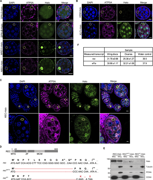 Mitochondrial enrichment was confirmed for endogenous REC and XLF1 but not for other repair factors. (A) Endogenous SPN-B, SPN-D, MRE11, and NBS tagged with Halo did not show mitochondrial enrichment in Drosophila egg chambers. The mitochondrial network and DNA were stained with anti-ATP5A antibody and DAPI, respectively. Oocyte nuclei are highlighted by yellow-dashed lines. Scale bar: 10 µm. (B) Representative images of endogenous HDM and XLF1 tagged with Halo in Drosophila egg chambers. XLF1 showed a weak mitochondrial signal, whereas HDM expression was too low to detect. The mitochondrial network and DNA were stained with anti-ATP5A antibody and DAPI, respectively. Oocyte nuclei are highlighted by yellow-dashed lines. Scale bar: 10 µm. (C) Endogenous REC tagged with Halo in egg chambers from the germarium up to stage 6 (top) or a stage 9 egg chamber (bottom), co-stained for the mitochondrial network (anti-ATP5A) and nuclei (DAPI). Extensive mtDNA replication occurs from region 2B of the germarium into later stages (Hill et al., 2014). REC in oocyte nuclei was not detected after stage 6 but remains mitochondrial throughout oogenesis. Fig. 1 D is a zoomed-in view of the stage 5/6 egg chamber shown in the top panel. (D) Sequence details of rec mutants generated by CRISPR/Cas9-based editing. Only one protein isoform of REC has been identified in Drosophila, and it was predicted by MitoProt to contain a putative mitochondrial targeting sequence at the N terminus (MTS, 2–44 amino acids), ZF: zinc finger, MCM: minichromosome maintenance domain. recΔMTS contains a 132 bp deletion at the N-terminus, and recKO contains a 130 bp deletion that introduces a stop codon at amino acid 90. (E) Immunoblot of mitochondrial fraction (Mito, anti-COX4) and whole cell lysate (WCL, cytoplasm: anti-tubulin, nucleus: anti-PCNA) of REC-Halo, RECΔMTS-Halo and RECKO-Halo ovaries. This confirmed that RECΔMTS-Halo flies had a much-reduced mitochondrial REC and that REC expression was not detected in RECKO-Halo flies. (F) Ct values from measuring rec and ef1a mRNA levels by RT-qPCR in Fig. 1 G (n = 5 biological replicates). Data represent mean ± SD. Source data are available for this figure: SourceData FS1. Refer to the image caption for details.