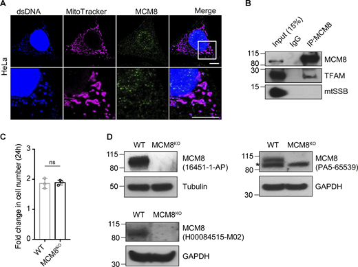 MCM8 co-localizes with mitochondria and mtDNA in human cells. (A) Representative images of HeLa cells showing co-localization of MCM8 with mitochondria and mtDNA using a different antibody to the one used in Fig. 5 A. Scale bars: 10 μm. (B) Co-immunoprecipitation assays using an anti-MCM8 antibody suggest that MCM8 interacts with TFAM, but not with mtSSB, in HEK293T cells. (C) The fold increase in cell numbers of wild-type and MCM8KO cells cultured in glucose media for 24 h (n = 3 biological replicates). Data represent mean ± SD, Student’s one-sided t test; ns, P > 0.05. (D) Immunoblots of wild-type and MCM8KO cells confirm that the three MCM8 antibodies used in this study recognize the human MCM8 protein. Tubulin or GAPDH was blotted as the loading control. Source data are available for this figure: SourceData FS4.