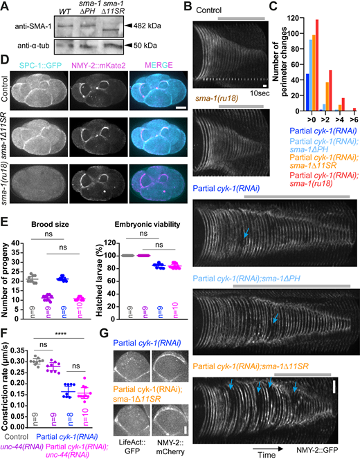SMA-1Δ11SR, but not SMA-1ΔPH, results in larger and more frequent ruptures of cyk-1(RNAi) rings that resemble those induced by SMA-1 loss. (A) Anti-SMA-1 immunoblot of adult worm lysates showing protein levels in wild-type, sma-1ΔPH and sma-1Δ11SR animals. α-tubulin serves as the loading control. (B) Kymographs of the peripheral ring arc in ABa cells, generated as indicated in Fig. 7 B′. First time point corresponds to the first frame when the ring perimeter is 60 µm. Gray bars indicate the period of time during which the rings constrict from a perimeter of 50–10 µm. Arrows point at large ruptures. (C) Number of perimeter changes larger than zero, +2, +4, and +6 µm, observed in a total of 11 rings for each condition. (D) Images of control, sma-1Δ11SR and sma-1(ru18) ring constriction in four-cell embryos co-expressing SPC-1::GFP and NMY-2::mKate2. Localization of SPC-1::GFP is normal in sma-1Δ11SR embryos and is lost in sma-1(ru18) embryos. (E) Total number of embryos laid (brood size) and total number of embryos that hatched (embryonic viability). n is the number of adult animals whose progeny was analyzed (n = 9 in control, n = 9 in unc-44(RNAi), n = 9 in cyk-1(RNAi), and n = 10 in cyk-1(RNAi);unc-44(RNAi)). Colors as in panel F. (F) Ring constriction rate of ABa/p rings (mean ±95% CI). n is the number of contractile rings analyzed (n = 9 in control, n = 9 in unc-44(RNAi), n = 8 in cyk-1(RNAi), and n = 10 in cyk-1(RNAi);unc-44(RNAi)). (G) Images of ABa rings from embryos co-expressing LifeAct::GFP and NMY-2::mCherry. In E and F, statistical significance was determined using unpaired one-way ANOVA followed by Bonferroni’s multiple comparison test. ****P < 0.0001; ns, not significant, P ≥ 0.05. Scale bars in D, 10 µm; in B and G, 5 µm. Source data are available for this figure: SourceData FS5.
