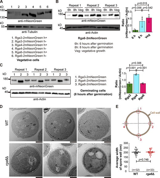 Endogenous expression of Rga3-2mNeonGreen, Rga4-2mNeonGreen, and Rga4-2mNeonGreen, and the effect of the absence of Rga6 on the spore wall. (A) Western blotting analysis of Rga3-2mNeoGreen, Rga4-2mNeoGreen, and Rga6-2mNeoGreen expressed in the indicated vegetative cells. Antibodies against mNeonGreen and Tubulin were used. (B) Western blotting analysis of Rga6-2mNeoGreen in germinating spores (6 and 8 h after germination) and in vegetative cells. Three independent experiments were carried out, and antibodies against mNeonGreen and actin were used. The ratio of the band intensity of mNeonGreen to that of Actin is shown on the right. One-way ANOVA with Tukey HSD Post Hoc test was used to calculate the P values. (C) Western blotting analysis of Rga3-2mNeoGreen, Rga4-2mNeoGreen, and Rga6-2mNeoGreen in germinating spores (8 h after germination). Antibodies against mNeonGreen and actin were used. The intensity ratio of mNeonGreen to actin is shown. Three independent experiments were carried out. One-way ANOVA with Tukey HSD Post Hoc test was used to calculate the P values. (D) Transmission electron microscopic (TEM) images of WT and rga6∆ spores growing at the stage of isotropic swelling (3 h after germination). Scale bar, 1 μm. (E) Diagrams showing the four junctions selected for measuring the width of the spore wall (gray circle). The average width of WT and rga6Δ spore cells (i.e., the average width of the spore wall at the four junctions indicated in the diagram) was measured and plotted. Student’s t test was used to calculate the P value. The number (n) of spores analyzed is indicated. Source data are available for this figure: SourceData F3.