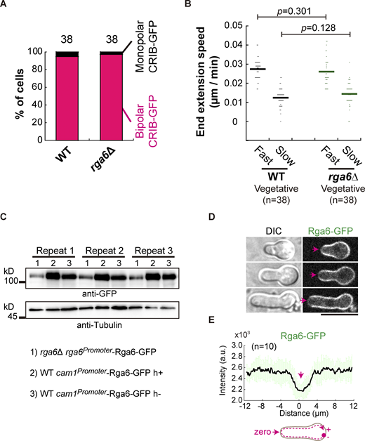 The effect of the absence of Rga6 on vegetative cell growth and the effect of Rga6 overexpression on spore outgrowth. (A) Quantification of staining of the bipolar and monopolar CRIB-GFP at cell ends in WT and rga6Δ vegetative cells. The number of cells analyzed is indicated. (B) Extension speed of the fast- and slow-growing ends of WT and rga6Δ vegetative cells. Bars represent mean, and the number (n) of cells analyzed is indicated. Statistical analysis was performed by Student’s t test. (C) Western blotting analysis of Rga6-GFP expressed from its own promoter in rga6∆ cells or from a cam1 promoter in WT cells (i.e., overexpression). Repeat indicates the three replicates. Antibodies against GFP and Tubulin were used. (D)Z-slice (middle) images of outgrowing spores expressing Rga6-GFP from the cam1 promoter. Arrows indicate the growing tip where relatively less signals of Rga6-GFP were detected. Scale bar, 10 μm. (E) Plots of the signal intensity of Rga6-GFP along the cell contour as illustrated by the pink dashed line in the diagram. Zero indicates the geometric center of the growing end while “+” and “−” indicate the positive and negative distances on the x-axis, respectively. Thick lines and error bars represent the mean and SD, respectively. Source data are available for this figure: SourceData FS2.