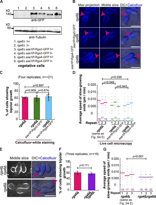 The effects of overexpression of Rga3 or Rga4 and the absence of both Rga4 and Rga6 on spore outgrowth. (A) Western blotting analysis of expression of Rga3-GFP and Rga4-GFP from the ase1 promoter in rga6∆ cells. Antibodies against GFP and Tubulin were used. (B) Maximum projection and Z-slice (Middle) images of rga6Δ and Rga3-GFP-overexpressing or Rga4-GFP-overexpressing rga6∆ spores that were stained with Calcofluor-white. Images were acquired after the stained spores were cultured in liquid YE5S medium for 8 h. Pink arrowheads indicate bipolar growth of outgrowing spores. Scale bar, 10 μm. (C) The percentage of the indicated spores that underwent bipolar growth, as shown in B. Note that four independent experiments were carried out, and ≥21 cells were analyzed for each replicate. One-way ANOVA with Tukey HSD Post Hoc test was used to calculate the P values. (D) Average extension speed of the slow-growing ends of the indicated cells. The speed was measured using kymograph graphs, and end displacements taking place during ∼3 h since outgrowth were used for the calculation. All data points from three independent experiments and the number (n) of spores analyzed is shown. Bars represent the mean. For comparisons between groups, the Wilcoxon-Mann-Whitney Rank Sum test was used to calculate the P values, and for convenient comparison, and the data for rga6∆ in Fig. S4 E was used here. (E)Z-slice (Middle) images of rga6Δ and rga4Δrga6Δ spores that were stained with Calcofluor-white. Images were acquired after the stained spores were cultured in liquid YE5S medium for 8 h. Pink arrowheads indicate bipolar growth of outgrowing spores. Scale bar, 10 μm. (F) The percentage of the indicated spores that underwent bipolar growth, as shown in E. Note that three independent experiments were carried out, and ≥ 15 cells were analyzed for each replicate. Student’s t test was used to calculate the P value. (G) Average extension speed of the slow-growing ends of the indicated cells. The speed was measured using kymograph graphs, and end displacements taking place during ∼3 h since outgrowth were used for the calculation. All data points from three independent experiments and the number (n) of spores analyzed is shown. Bars represent the mean. For comparisons between groups, the Wilcoxon-Mann-Whitney Rank Sum test was used to calculate the P values, and for convenient comparison, the data for rga6∆ in Fig. S4 E was used here. Source data are available for this figure: SourceData FS5.
