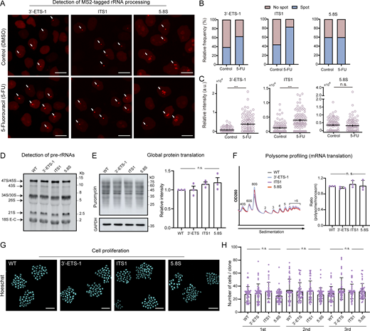 Functional evaluation of LiveArt clonal cell lines. (A) Representative images illustrating the changes of stdMCP-tdTomato labeled rRNAs when treated with 5-FU in LiveArt clonal cells (3′-ETS-1, ITS1, and 5.8S). All images are maximum-intensity projections from z stacks. Scale bars, 10 µm. Arrows point to visible MS2-tagged rRNAs. (B) Bar graph showing the percentage of cells with visible rRNA indicated by stdMCP-tdTomato in the absence or presence of 5-FU (n ≥ 124). (C) Total intensity of visible stdMCP-tdTomato spots in each cell was measured under different conditions to generate the plot. Each dot represents a single cell (n = 100). Data are displayed as mean ± SEM. Two-tailed paired t test, ***P ≤ 0.001. (D) Analysis of pre-rRNA processing by Northern blotting. stdMCP-tdTomato stable cell line without rRNA tagging was used as the wild-type control (WT, lane 1), which are the parental cells of the three LiveArt clonal cell lines (lanes 2–4). Probe hybridized to ITS1 region was used for detection. (E) Left: Puromycin incorporation into control and LiveArt cells detected by anti-puromycin blot. GAPDH immunoblot is shown as a loading control (bottom). Right: Graphs show the quantifications of puromycin incorporation, indicating mean ± SEM (n = 3 replicates). (F) Left: Representative examples of polysome profiles from WT and LiveArt clonal cells. Right: Polysome abundance analysis of profiles performed in left. The ratios of polysome to monosome are presented as mean ± SEM (n = 3 replicates). (G) Representative images illustrating the formation of clonal cells after growing from a single cell for 5 d. Cell nuclei were stained by Hoechst 33342. All images are from single focal plane. Scale bars, 100 µm. (H) Quantification of the number of cells per clone in different cell lines in E (n = 3 replicates). Each dot represents a single clone (n ≥ 50). Data are displayed as mean ± SEM. n.s., not significant. One-way ANOVA with Tukey’s post hoc was used to test differences between groups. Source data are available for this figure: SourceData F3.
