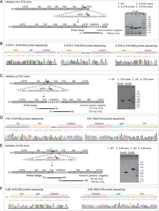 Validation of CRISPR-based MS2 knockin in the clonal cells. (A, C, and E) Schematic diagram of primer designs to validate the insertion of MS2V517× into rDNA at the regions of 3′-ETS (A, three independent clones), ITS1 (C, one clone), and 5.8S (E, one clone) in clonal cells, respectively. sgRNA design for CRISPR knockin is also highlighted to illustrate the insertion site for each region. Representative gels of PCR products are shown to indicate the correct insertions. An unspecific band amplified from 3′-ETS clone is pointed out by asterisk (A, right). The size of all PCR products is correct except the fragment amplified from 3′-ETS clone 2 or ITS1 clone (using F3 and R2 primers), which is shorter than expected due to a deletion in this region revealed by DNA sequencing. Notably, MS2V5-3′HA junction could not be successfully amplified, which might be due to the high GC content (∼80%) in 3′-ETS. (B, D, and F) Example chromatogram showing successful recombination for each insertion site at 3′-ETS (B), ITS1 (D), and 5.8S (F). The junction between homology arm and MS2 sequence was shown to indicate the correct insertion. Source data are available for this figure: SourceData FS2. Refer to the image caption for details.