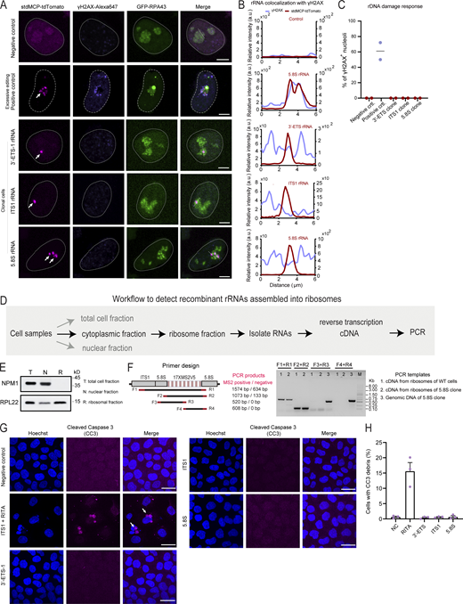 Detection of MS2-tagged rRNAs in ribosomes and DNA breaks or apoptosis in LiveArt clonal cells. (A) Representative images to show the colocalization of γH2AX immunofluorescence with MS2-tagged rRNAs indicated by stdMCP-tdTomato in LiveArt clonal cells (3′-ETS-1, ITS1, and 5.8S). 5.8S rRNA tagging by transient transfection (excessive rDNA editing) was shown as a control (second row), in which γH2AX are present in the nucleolus. All images are maximum intensity projections from z stacks. Scale bars, 5 µm. Arrows point to visible MS2-tagged rRNAs. (B) Line scan of the relative fluorescence of the signal indicated by the dotted lines in A. (C) Percentage of nucleoli harboring enriched γH2AX signal under different labeling conditions in A. n = 2 biological replicates. Black line indicates the mean value. (D) Schematic illustration of the workflow to detect MS2-tagged rRNAs in ribosomes using PCR. (E) Western blot to detect nucleolar protein NPM1 or ribosomal protein RPL22 for demonstrating the success to isolate ribosomal fractions with high purity. (F) Primer designs and the corresponding PCR products to show whether MS2 cassette was present in the template DNA. (G) Representative images to show the colocalization of CC3 immunofluorescence with cell nucleus indicated by Hoechst 33342 in wild-type cells (stdMCP-tdTomato stable cell line without rRNA tagging) and LiveArt clonal cells (3′-ETS-1, ITS1, and 5.8S). ITS1 clone treated with RITA to induce apoptosis was shown as a positive control (second row), in which CC3 signal was condensed. All images are maximum-intensity projections from z stacks. Scale bars, 10 µm. Arrows point to condensed CC3 signal. (H) The percentage of CC3 positive rate under different conditions in G. n = 3 biological replicates. Data are shown as mean ± SEM. Source data are available for this figure: SourceData FS5. Refer to the image caption for details.