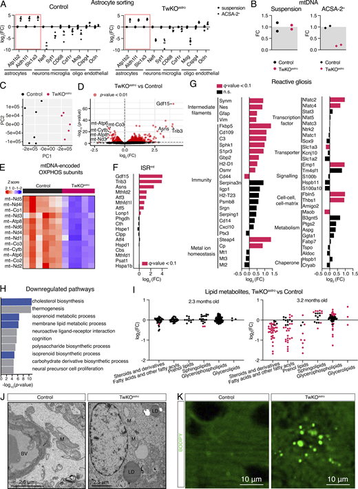 mtDNA depletion in astrocytes leads to cellular stress responses and alters brain lipid metabolism. (A) Enrichment of cell-specific genes in ACSA-2+ fraction compared to unsorted cortical cell suspension, measured using RT-qPCR. Genes of interest are normalized to Hmbs gene expression level. (B) MtDNA amount, normalized to nuclear DNA (single copy gene Rbm15). Measured using qPCR. (C) Transcriptome of astrocytes, principal component (PC) analysis. (D) Transcriptome of astrocytes, all identified genes. Gene symbols in the volcano plot denote those most downregulated genes that are encoded in the mtDNA and those most upregulated genes that are ISRmt components (red dots indicate P value <0.01). (E) Heatmap of mtDNA transcripts. (F) Transcripts encoding ISRmt components (gene list is curated based on Forsström et al., 2019). (G) Transcripts that mark reactive astrogliosis (gene list is curated based on Escartin et al., 2021; Liddelow et al., 2017; Zamanian et al., 2012). See also Table S1. (H) Gene ontology pathway enrichment analysis of downregulated genes. Blue color denotes pathways related to lipid metabolism. (I) Lipids and lipid-like molecules, metabolomics (dataset from Ignatenko et al., 2020). Pink dots indicate P value <0.01 at 2.3 mo timepoint and q-value <0.1 at 3.2 mo timepoint. See also Table S2. FC = fold change. (J) Transmission electron microscopy, mouse brain cortex, 5–8-mo-old mice, images are representative of four mice per genotype. LD, lipid droplet; M, mitochondria. (K) BODIPY493/503 neutral lipid dye staining, 5-mo-old mice, cortex, images are representative of five mice per genotype. (C–H): RNA sequencing, astrocytes purified from Ctrl (n = 6) and TwKOastro (n = 5) mouse brain cortical preparations, 3–3.5-mo-old mice. See also Table S6. Refer to the image caption for details.