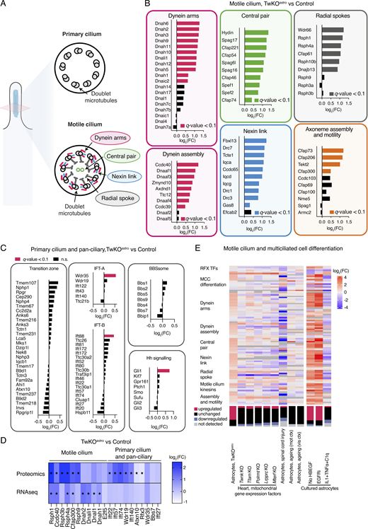 Motile cilia components are induced in astrocytes with mitochondrial dysfunction or growth signaling inhibition. (A–E) Includes RNA sequencing, astrocytes purified from TwKOastro compared to control mice. The dataset is described in Fig. 1. (A) Schematic representation of cilia cross-section. Axonemes of both primary and motile cilia comprise nine doublet microtubules. Motile cilia also harbor components that are not present in primary cilia. (B) Expression of structural components specific to motile cilia and other factors involved in axoneme assembly and motility in astrocytes of TwKOastro mice compared to control mice. (C) Expression of pan-ciliary and primary cilia factors in astrocytes purified from TwKOastro compared to control mice. IFT = intraflagellar transport; BBBsome = a component of the basal body; Hh signaling = hedgehog signaling pathway. (D) Protein and RNA expression of motile or pan-ciliary and specific to primary cilia factors in astrocytes purified from TwKOastro compared to control mice. Note that IFT22, IFT57, IFT74, WDR19, and IFT140 are IFT complex components (Table S3). Stars indicate q-value <0.01. (E) Regulation of motile ciliogenic program in astrocytes upon various insults and upon tissue-specific mitochondrial dysfunction. Heat maps (top panel) and stacked bar charts (bottom panel). Datasets are from this study (described in Fig. 1) and from Anderson et al. (2016); Boisvert et al. (2018); Guttenplan et al. (2020); Kühl et al. (2017); Li et al. (2019). MCC, multiciliated cell; SCI, spinal cord injury; mot ctx, motor cortex; vis ctx, visual cortex. Expression data for some of these genes are also presented in Figs. 2, E and F, S2 C, and 3, B and D. Refer to the image caption for details.