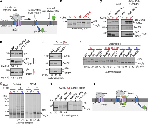 Sec63/BiP are required for releasing marginally hydrophobic TMDs retained at the Sec61 translocon. (A) Diagram illustrating the translocon engaged with the marginally hydrophobic (or weak) C-TMD of WRB-Venus, which is then translocated into the ER lumen and is glycosylated. The C-TMD with sufficient hydrophobicity is correctly inserted into the ER membrane and, thereby, is not glycosylated. The red circle in the C-TMD indicates a charged residue. (B) Cells expressing C-TMDs of substrates bearing indicated charged residues (shown in red color) or hydrophobic residue (marked in blue color) were radiolabeled and analyzed by SDS-PAGE and autoradiography after IP of substrates with anti-GFP antibodies. The molecular weight measurements (kD) are listed beside the immunoblot and all other following immunoblots. gly. indicates glycosylated forms. ungly. denotes non-translocated/unglycosylated forms with uncleaved SSs. (C) The indicated substrates were expressed in chromosomally 2× Strep-tagged Sec61α cells, lysed, pulled down with Strep-Tactin beads, and analyzed by immunoblotting for the indicated antigens. The substrates were immunoblotted with anti-GFP antibodies. (D) Cells co-expressing the indicated versions of BiP and the substrate were analyzed by immunoblotting with anti-BiP or anti-GFP antibodies for substrates. The percent of glycosylation is shown below each panel. (E) WT HEK293, Sec62−/−, or Sec63−/− cells expressing the indicated substrates were radiolabeled and analyzed as in B. Immunoblots show the knockout of either Sec62 or Sec63. (F) WT HEK293 or Sec63−/− cells expressing the indicated substrates were immunoprecipitated with anti-GFP antibodies and analyzed by autoradiography. (G) Transcripts of the indicated substrates possessing or lacking a stop codon were in vitro translated in the RRL, including nothing or CRM. The asterisk symbol denotes tRNA-linked nascent chains. Transcripts with a stop codon produce free nascent chains that are likely ubiquitinated (indicated by black circles) in the cytosol lacking CRM. (H) The indicated transcripts lacking a stop codon were translated in the presence of microsomes derived from WT HEK293 or Sec63−/− cells. The reactions were treated with PK and analyzed by SDS-PAGE autoradiography. # denotes a background band. (I) Model showing Sec63/BiP-mediated release of a weak TMD retained at the Sec61 translocon. Source data are available for this figure: SourceData F1. Refer to the image caption for details.