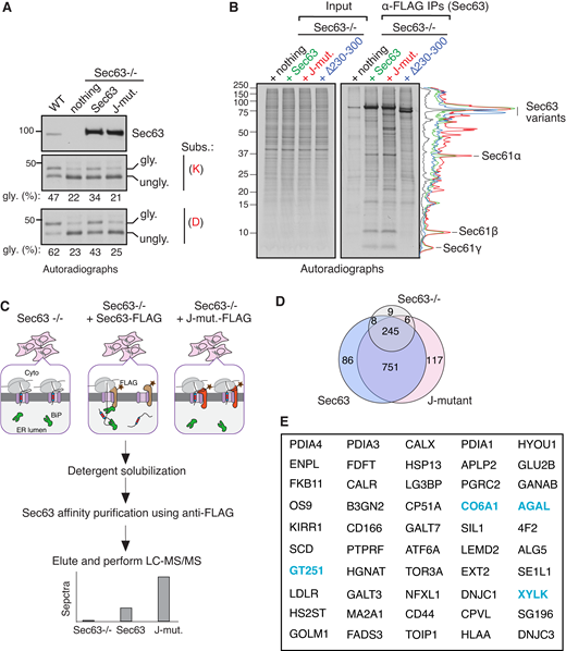 Identification of endogenous Sec63 substrates retained at the Sec61 translocon. (A) WT HEK293 or Sec63−/− cells stably expressing the indicated Sec63 constructs were transfected with the C-TMD of WRB substrate carrying either lysine (K) or aspartic acid (D). The transfected cells were radiolabeled and analyzed by autoradiography after IP with anti-GFP antibodies for substrates. The immunoblot shows the expression of Sec63 from the indicated cell lines. (B) The indicated Sec63−/− complemented cell lines were radiolabeled and analyzed by autoradiography after IP with anti-FLAG beads. The traces are densitometry profiles of lanes and are shown on the right side of the autoradiograph, illustrating a selective enrichment of signals with the Sec63 J-mutant (HPD/AAA). (C) A scheme describing affinity purification and identification of translocon-occupied substrates by MS. (D) Venn diagram of protein distribution among the three groups of MS data from Table S1. Candidate proteins of 117 were at least twofold enriched in Sec63 J-mutant relative to WT Sec63 and fivefold increased than Sec63−/− cells. Candidate proteins of 86 were at least twofold enriched in WT Sec63 compared to Sec63 J-mutant and fivefold increased than Sec63−/− cells. (E) The top 50 secretory and membrane proteins from Table S2 that were enriched in Sec63 J-mutant. The blue color labeled proteins were previously identified in the study by Schorr et al. (2020). Source data are available for this figure: SourceData F2.