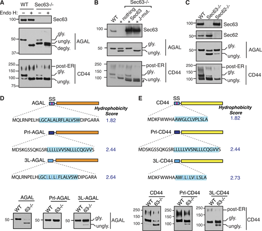 Translocation of proteins with a marginally hydrophobic SS depends on Sec63. (A) WT HEK293 or Sec63−/− cells were transfected with AGAL-FLAG or CD44-FLAG. Cell lysates were either untreated or treated with Endo H and analyzed by immunoblotting with an anti-FLAG antibody for substrates and anti-Sec63 antibodies. degly. means Endo H digested deglycosylated forms. Post-ER form of CD44 represents the Endo H resistant glycosylated form. (B) WT HEK293 or Sec63−/− cells stably expressing the indicated constructs were transfected with AGAL-FLAG or CD44-FLAG. Cell lysates were directly analyzed by immunoblotting as in A. # denotes FLAG-tagged Sec63 proteins. (C) WT HEK293, Sec63−/−, or Sec62−/− cells were transfected with plasmids expressing AGAL-FLAG or CD44-FLAG, and the cell lysates were directly analyzed as in A. (D) Top: Cartoons depicting the SS of AGAL are either replaced with the SS of Prl (Prl-AGAL) or mutated to generate 3L-AGAL. The blue shade denotes the SS’s h-region. Hydrophobicity scores of h-regions were analyzed by grand average hydropathy. Bottom: The indicated cell lines were transfected with the mentioned constructs and analyzed by immunoblotting with an anti-FLAG antibody. (E) Top: A cartoon depicting the SS of CD44 replaced with the SS of Prl (Prl-CD44) or mutated to generate 3L-CD44. Hydrophobicity scores were analyzed as in D. The indicated cell lines were transfected and analyzed as in D. Source data are available for this figure: SourceData F3. Refer to the image caption for details.