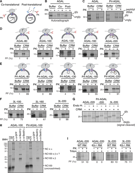 Sec63 substrates are co-translationally translocated with an initial pause. (A) Scheme depicting the PK treatment protocol for the co- or post-translational protein translocation assay. (B) For the co-translational protein translocation, transcripts encoding AGAL-FLAG were in vitro translated in RRL, including either buffer or CRM. After translation, samples were digested with PK and analyzed by autoradiography after IP with an anti-FLAG antibody. For the post-translational translocation, transcripts encoding AGAL-FLAG were translated and centrifuged to remove ribosomes. The supernatant was incubated with CRM, digested with PK, and analyzed after IP with an anti-FLAG antibody. (C) AGAL or Prl-AGAL transcripts lacking a stop codon were in vitro translated in RRL, including either buffer or CRM. The reactions were treated with PK and analyzed as in B. (D) The indicated lengths of AGAL RNCs were produced in RRL, including either buffer or CRM, digested with PK, treated with RNase A to remove tRNA, and analyzed by autoradiography. The percent of protease-protected fragments (PF) is shown below each panel. The star symbol indicates the distortion of AGAL-130 nascent chain caused by the co-migration with hemoglobin from RRL. (E and F) Nascent chains of the indicated lengths of Prl-AGAL or 3L-AGAL were produced and analyzed as in D. (G) Nascent chains of AGAL-220, Prl-AGAL-220, or 3L-AGAL-220 were produced in the absence or presence of CRM. Translation reactions were denatured, treated with or without Endo H, and analyzed by autoradiography. (H) The membrane-targeted nascent chains of AGAL-100 or Prl-AGAL-100 were isolated by centrifugation and treated with bismaleimidohexane (BMH) crosslinker. An aliquot was directly analyzed (input), while the remainder was denatured and immunoprecipitated with the indicated antibodies. Anti-GFP antibodies were used as a control. The nascent chain (NC) crosslinked adducts are shown by “NC100 ×.” (I) Transcripts of AGAL-220 or 3L-AGAL-220 lacking a stop codon were translated in the presence of either rough microsomes (RM) derived from WT HEK293 cells or Sec63−/− cells and digested with PK before analyzing by autoradiography. Note that protease-protected fragments mostly disappeared in samples containing 1% Triton X-100, suggesting that they are translocated into the ER. Source data are available for this figure: SourceData F4. Refer to the image caption for details.