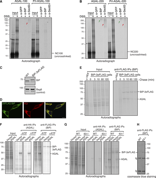 Sec63 is recruited to the translocation site to mediate BiP binding to polypeptides entering the ER. (A and B) The membrane-targeted nascent chains (NC) of indicated lengths were isolated by centrifugation and treated with disuccinimidyl suberate crosslinker. An aliquot was directly analyzed (input), while the remainder was denatured and immunoprecipitated with the indicated antibodies. Anti-GFP antibodies were used as a control. The red arrow shows crosslinked adducts containing Sec63. The green arrow indicates the crosslinked adducts containing BiP. The star symbol indicates tRNA-linked nascent chains. (C) WT HEK293 cells or HEK293 cells that contain a 3xFLAG tag at the C-terminus of endogenous BiP were analyzed by immunoblotting with an anti-BiP antibody. Bag6 serves as a loading control. (D) WT HEK293 and BiP-3xFLAG cell lines were immunostained with anti-FLAG for BiP and anti-PDI (protein disulfide isomerase) antibodies and imaged using a confocal microscope. Scale bars are 10 μm. (E) Cells expressing AGAL-HA were radiolabeled for 2 min and chased for the indicated time points. The immunoprecipitated cell lysates with anti-FLAG antibodies for BiP and analyzed by autoradiography. (F) BiP-3xFLAG HEK293 or BiP-3xFLAG HEK293 Sec63−/− cells were transfected with either empty vector or AGAL-HA. Cells were radiolabeled for 2 min, lysed with or without ATP, and immunoprecipitated with anti-FLAG beads before analyzing by autoradiography. (G) BiP-3xFLAG HEK293 or BiP-3xFLAG HEK293 Sec63−/− cells were transfected and radiolabeled for 2 min. Radiolabeled cells were lysed and immunoprecipitated with either anti-FLAG antibodies for BiP or anti-HA antibodies for AGAL and analyzed by autoradiography. (H) A coomassie stained gel showing immunoprecipitated 3xFLAG tagged endogenous BiP from BiP-3xFLAG HEK293 cells or BiP-3xFLAG HEK293 Sec63−/− cells. Source data are available for this figure: SourceData F5. Refer to the image caption for details.