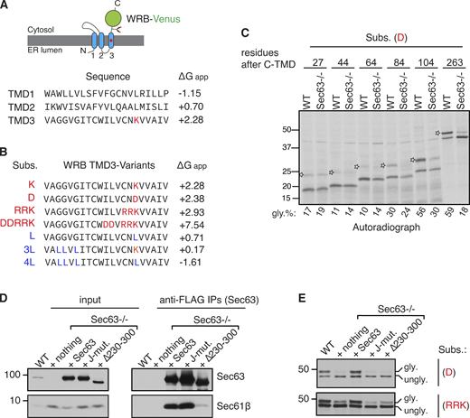 Characterization of Sec63-mediated clearance of translocon-occupied marginally hydrophobic TMDs. (A) A cartoon depicting the predicted topology of WRB fused with the C-terminus Venus tag. The red circle in the C-TMD (third TMD) indicates the charged lysine amino acid. The amino acid sequence and free energy prediction for all three TMDs of WRB are shown. The C-TMD has a high free energy (∆Gapp) value because it contains a positively charged lysine residue. (B) The C-TMD of WRB-Venus is mutated to either increase the free energy by introducing charged residues as specified in red color or reduce the free energy by introducing hydrophobic leucine residues as indicated in blue color (Sun and Mariappan, 2020). The free energy of all C-TMD variants was predicted as previously described (Hessa et al., 2007). (C) WT HEK293 or Sec63−/− cells were transfected with the indicated substrates with varying lengths of amino acids after their C-TMDs. Cells were metabolically labeled for 30 min and immunoprecipitated with anti-HA antibody beads. The immunoprecipitants were analyzed by autoradiography. The star symbol indicates the translocated/glycosylated form. (D) WT HEK293 or Sec63−/− cells stably expressing the indicated FLAG-tagged Sec63 constructs were lysed, immunoprecipitated with anti-FLAG beads, and analyzed by immunoblotting for indicated antigens. (E) The indicated cell lines were transfected with C-TMDs of substrates carrying the indicated charged amino acid(s). Transfected cells were directly analyzed by immunoblotting with anti-GFP antibodies for substrates. gly. indicates glycosylated forms. ungly. denotes non-translocated/unglycosylated forms with uncleaved SSs. Source data are available for this figure: SourceData FS1. Refer to the image caption for details.
