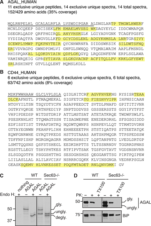 AGAL mislocalizes to the cytosol in the absence of Sec63. (A and B) Amino acid sequences of AGAL and CD44 are annotated to indicate the peptides (yellow) identified by MS. The SSs were underlined. (C) AGAL-expressing cells were immunoprecipitated after radiolabeling for 30 min. The immunoprecipitants were either treated with or without Endo H and analyzed by SDS-PAGE autoradiography. degly. shows Endo H digested deglycosylated forms. (D) HEK293 or Sec63−/− cells expressing AGAL were treated with a low concentration of digitonin to selectively permeabilize the plasma membrane, followed by incubation with or without PK and analyzed by immunoblotting. Note that the non-translocated/unglycosylated AGAL with the SS is entirely digested by PK because it is localized to the cytosol. Source data are available for this figure: SourceData FS2. Refer to the image caption for details.