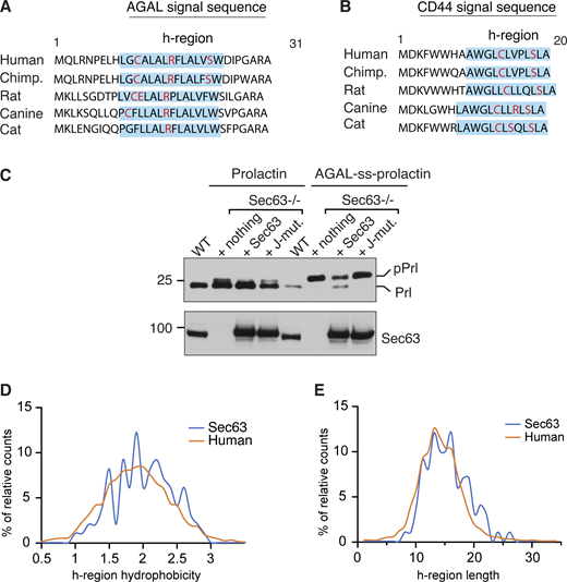 Conserved weak SSs determine Sec63 dependency. (A and B) Conservation of AGAL or CD44 SS in different mammalian species. Blue shade indicates the h-region of the SS defined by the Kyte-Doolittle scale. Charged and hydrophilic amino acids in the h-region are indicated in red color. (C) WT HEK293 cells, Sec63−/− cells, or Sec63−/− cells stably expressing WT Sec63 and or J-domain mutant (HPD/AAA) were transfected with plasmids expressing Prl or AGAL-ss-Prl. Cell lysates were analyzed by immunoblotting with an anti-FLAG antibody for substrates or Sec63 antibodies. Precursor (pPrl) and processed (Prl) forms are indicated. (D) H-regions in SSs of Sec63 clients (n = 99) and human secreted/membrane proteome (n = 5,294) were defined by custom scripts based on the Kyte-Doolittle algorithm described in Materials and methods. The calculated h-region hydrophobicity score frequency of the two datasets was compared and displayed. (E) The h-region length frequency of Sec63 clients (n = 99) and human secreted/membrane proteome (n = 5,294) was compared and displayed. Source data are available for this figure: SourceData FS3. Refer to the image caption for details.