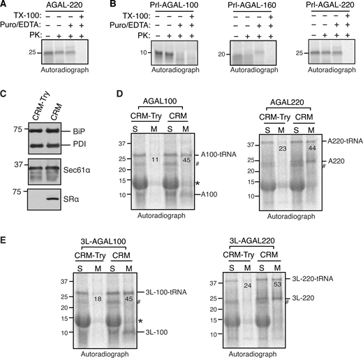 AGAL nascent chains are efficiently recruited to the ER and translocated across the membrane. (A and B) The indicated transcripts lacking a stop codon were in vitro translated in RRL in the presence of CRM. After translation, samples were either directly digested with PK or after the release of nascent chains with puromycin/EDTA. Note that protease-protected fragments seen in AGAL-220, Prl-AGAL-160, and Prl-AGAL-220 mostly disappeared in samples containing 1% Triton X-100, suggesting that they are translocated into the ER. (C) Untreated and trypsin (20 μg/ml) treated CRM were analyzed by immunoblotting for the indicated antigens. Note that mild trypsin digestion completely shaved off the α subunit of the SRP receptor, which is required to recruit the RNCs to the ER membrane. (D and E) RNCs at indicated lengths of AGAL or 3L-AGAL were produced in RRL in the presence of either trypsin-treated CRM (CRM-Try) or untreated CRM. The resulting reactions were layered on 1 M sucrose and centrifuged to collect supernatants (S) and membrane pellets (M), which were then analyzed by SDS-PAGE and autoradiography. The values indicate the percentage of membrane-associated tRNA-linked AGAL or 3L-AGAL. Note that tRNA moieties from AGAL nascent chains could be removed by digestion with RNase A (not shown). Star indicates the background signal from abundant hemoglobulin in RRL. # indicates a non-specific protein. Source data are available for this figure: SourceData FS4. Refer to the image caption for details.