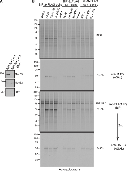 Sec63 mediates BiP binding to newly synthesized polypeptides in the ER. (A) BiP-3xFLAG HEK293 or BiP-3xFLAG HEK293 Sec63−/− cells were analyzed by immunoblotting. (B) BiP-3xFLAG HEK293 or BiP-3xFLAG HEK293 Sec63−/− cells were transfected with either empty vector or AGAL constructs. Cells were radiolabeled for 2 min and immunoprecipitated with either anti-FLAG antibodies for BiP or anti-HA antibodies for AGAL and analyzed by autoradiography. Anti-FLAG immunoprecipitants were diluted and re-immunoprecipitated (second IPs) with anti-HA antibodies for AGAL. Source data are available for this figure: SourceData FS5. Refer to the image caption for details.