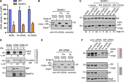 Effect of SSs on protein translocation and protein folding. (A) WT or Sec63−/− cells expressing the indicated AGAL constructs were lysed in NP40 buffer, and the supernatant (soluble fraction) after centrifugation was assayed for α-galactosidase activity. Data are shown as a percentage of the activity of WT AGAL, and the error bar represents the SD (n = 3). (B) Sec63−/− cells expressing the indicated variants of AGAL were treated or not treated with Endo H and analyzed by immunoblotting. The unglycosylated AGAL migrates slower than the Endo H deglycosylated AGAL, suggesting that the unglycosylated form contains the uncleaved SS. However, unglycosylated forms of Prl-AGAL and 3L-AGAL carrying uncleaved SSs migrate only slightly slower than the Endo H digested deglycosylated bands. Presumably, this difference is caused by the presence of a positively charged arginine residue in the middle of the AGAL SS but not in the SS of Prl-AGAL or 3L-AGAL. (C) Sec63−/− cells expressing AGAL constructs along with vector, BiP (G227D), or BiP (T37G) were analyzed by immunoblotting. The unglycosylated band is the percentage of total signals from both glycosylated and unglycosylated bands. (D) CRMs were permeabilized with a low concentration of detergent to release the luminal content and were resealed by diluting with a detergent-free buffer and centrifugation. Transcripts encoding AGAL-220 and Prl-AGAL-220 were translated in the presence of indicated membranes or buffer followed by digestion with or without PK and analyzed by autoradiography. The percentage of protease-protected (PF) chains is shown below each autoradiograph. (E) Total lysate of BiP-depleted HEK293 cells shown in Fig. 6 D was treated or non-treated with Endo H and analyzed as in B. (F) Control or BiP siRNA-treated HeLa cells were transfected with the indicated AGAL construct and harvested in RIPA buffer after treating the cells with 10 μM MG132 for 6 h. The soluble fractions were collected after centrifugation, and the insoluble fractions were solubilized by boiling in 1% SDS buffer. Both soluble and insoluble fractions were analyzed by immunoblotting for the indicated antigens. Source data are available for this figure: SourceData FS6. Refer to the image caption for details.