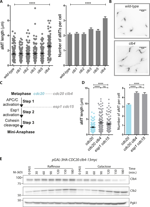 Systematic analysis of putative APC/CCdc20 substrates involved in anaphase aMT stabilization unveils the key role of B-Cyclin Clb4. (A and B) Wild-type (Ry1), clb1∆ (Ry5976), clb2∆ (Ry20), clb3∆ (Ry10927), clb4∆ (Ry10924), and clb5∆ (Ry445) cells were arrested in S-phase and analyzed at their terminal phenotype. (A) The graphs show aMT length and number of the indicated genotypes (for aMT length, n = 100 aMTs; for aMT number, n = 100 cells). Among the different clb mutants, only clb4 cells showed longer and more numerous aMTs than wild-type cells (from 1.6 µm and 2.1 aMT/cell in wild-type cells to 2.6 µm and 3.2 aMT/cell in clb4 cells). **** = P < 0.0001; asterisks denote significant differences according to ordinary One-Way ANOVA and Tukey’s multiple comparisons test). (B) Representative images of wild-type and clb4∆ arrested in S-phase are shown (scale bar = 5 µm). (C) Schematic representation of the experimental setup pertinent to panel D. (D)cdc20-AID (Ry7873), cdc20-AID clb4∆ (Ry10741), and esp1-1 cdc15-as1 (Ry9512) cells were released from a G1 block into restrictive conditions and analyzed at their terminal arrest (T180 minutes). Graphs for aMT length and number are shown. Similarly to the ones of esp1 cdc15 cells, aMTs of cdc20 clb4 cells resulted more stable than the aMTs of cdc20 cells (from 2.4 µm and 3.2 aMT/cell in cdc20 cells to 3.9 µm and 4.5 aMT/cell in cdc20 clb4 cells and 3.5 µm and 4.4 aMT/cell in esp1 cdc15 cells; **** = P < 0.0001; asterisks denote significant differences according to ordinary One-Way ANOVA and Tukey’s multiple comparisons test). Error bars in graphs equal SEM. (E)pGAL-3HA-CDC20 CLB4-13myc (Ry10889) cells were arrested in S-phase with HU (10 mg/ml) in YEP media supplemented with Raffinose. Upon reaching the arrest (around 180 min from HU addition), the culture was split in two. One half was maintained in the same conditions, whereas 2% galactose was added to the other half to induce the expression of Cdc20. Clb2 and Clb4 protein levels were probed by Western blot analyses at the indicated timepoints. Pgk1 protein was used as an internal loading control in immunoblots. Size markers on the sides of the gel blots indicate relative molecular mass. Source data are available for this figure: SourceData F6. Refer to the image caption for details.