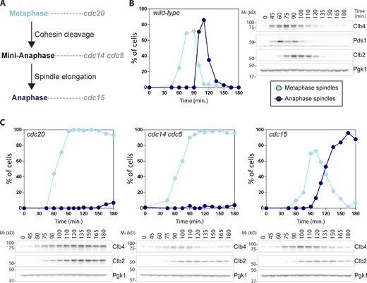 B-Cyclin Clb4 is degraded at anaphase onset. (A) Schematic representation of the experimental setup pertinent to this figure. (B) Wild-type (Ry10891) cells expressing Clb4-13myc were arrested in G1 and synchronously released into fresh YEP media with glucose. At the indicated time points, the percentage of cells containing metaphase (light blue circles) and anaphase (dark blue circles) spindles was determined (n = 100 cells), and protein samples were taken to follow Clb4, Pds1, and Clb2 protein levels. (C)cdc20-AID (Ry10967), cdc14-1 cdc5-as1 (Ry10973), and cdc15-as1 (Ry10970) cells expressing Clb4-13myc were synchronized in G1 with α-factor (5 µg/ml) and synchronously released into restrictive conditions. At the indicated time points, the percentage of cells containing metaphase (light blue circles) and anaphase (dark blue circles) spindles was determined (n = 100 cells) and protein samples were taken to probe Clb2 and Clb4 protein levels by Western blot analyses. Pgk1 was used as a loading control. Size markers on the sides of the gel blots indicate relative molecular mass. Source data are available for this figure: SourceData F7. Refer to the image caption for details.