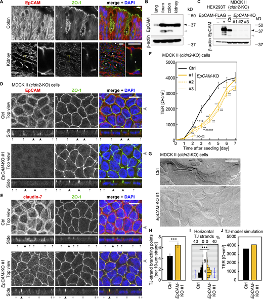 Figure 2. Refer to the image caption for details.