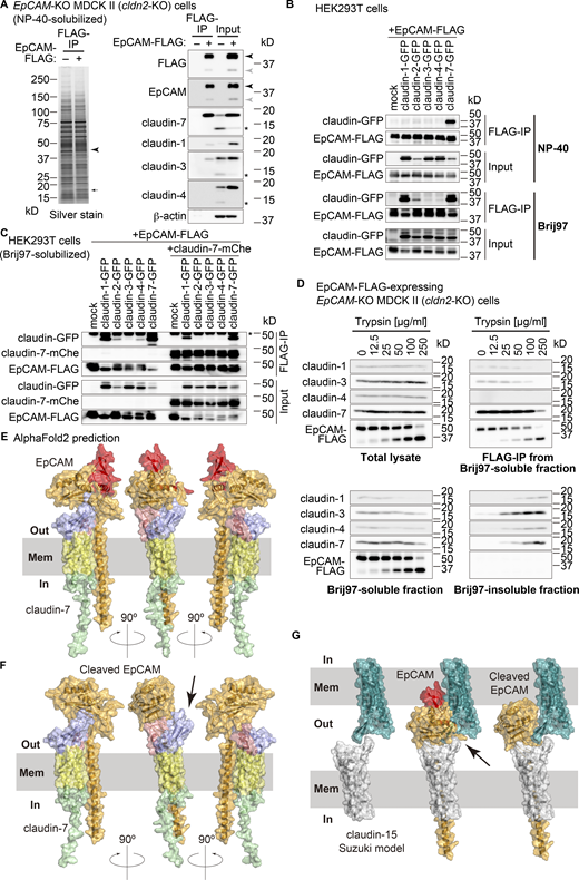 EpCAM restrains claudin-7 on the basolateral membranes. (A) Pull-down assay of EpCAM-FLAG. Immunoprecipitates (IPs) from EpCAM-KO MDCK II cells expressing EpCAM-FLAG were compared with those from EpCAM-KO cells by silver staining (left) and immunoblotting using HRP-linked anti-FLAG (M2), mouse anti-EpCAM mAb, and other antibodies (right). Arrowhead and arrow in the left panel indicate EpCAM-FLAG and claudin(s), respectively. Asterisks in the right panels indicate degradation products of claudins. (B) Immunoprecipitation of EpCAM-FLAG from HEK293T cells expressing EpCAM-FLAG and claudin-GFP using 1% NP-40 (upper panels) or 1% Brij97 (lower panels). (C) Immunoprecipitation of EpCAM-FLAG from HEK293T cells expressing EpCAM-FLAG and claudin-GFP with or without claudin-7-mCherry using 1% Brij97. Asterisk indicates the heavy chain of IgG. (D) Fractionation of EpCAM-FLAG–expressing EpCAM-KO MDCK II cells treated with various concentrations of trypsin into Brij97-soluble and insoluble fractions and immunoprecipitation of EpCAM-FLAG from the soluble fraction. (E) Predicted structure of the EpCAM–claudin-7 complex. Side views of the complex from three directions are shown. Red and orange indicate the regions before and after the putative cleavage site of EpCAM, respectively. Light blue, salmon, yellow, and pale green indicate the first extracellular loop, second extracellular loop, transmembrane region, and intracellular region of claudin-7, respectively. Out, extracellular space. In, cytoplasmic space. Mem, plasma membrane. (F) Predicted structure of cleaved EpCAM and claudin-7. Black arrow indicates the exposed first extracellular loop of claudin-7. (G) The model of paired claudin-15 molecules (white and teal), superimposed with full-length (red and orange) and cleaved (orange) EpCAM. Black arrow indicates that orange EpCAM molecule and teal claudin molecule cause steric hindrance. Source data are available for this figure: SourceData F3.