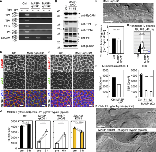 MASPs regulate the epithelial barrier function. (A) RT-PCR of MASP-qKO cells. Reaction without reverse transcriptase (RT−) served as a negative control. (B) Immunoblotting of MASP-qKO cells using rabbit anti-EpCAM mAb and other antibodies. Black and gray arrowheads indicate full-length and cleaved EpCAM, respectively. Arrows and asterisks indicate specific and non-specific bands, respectively. (C and D) Staining of MASP-qKO cells using mouse anti-EPCAM mAb (C) or rabbit anti–claudin-7 pAb (D; red) together with rat anti–ZO-1 mAb (green) and DAPI (blue). Scale bars, 10 µm. (E) FFEM of MASP-qKO cells. Scale bar, 200 nm. (F) Quantification of the frequency of TJ strand branching points in the MASP-qKO cells. Ctrl data is the same one used in Fig. 2 H. Total length of TJ strands examined was 111 µm. Error bars indicate 95% confidence intervals. *, P < 0.05 (exact Poisson test). (G) Distribution of horizontal TJ strand number in the MASP-qKO cells. Blue lines indicate mean ± SD. Ctrl data is the same one used in Fig. 2 I. n = 400 (MASP-qKO#1). ***, P < 0.001 (two-tailed Welch’s t test). (H) Predicted TER values using simplified TJ strand network models based on the quantification data of TJ strand network complexity in the MASP-qKO cells. (I) TER measurements of MASP-qKO cells. n = 5. ***, P < 0.001 (two-tailed Welch’s t test with Bonferroni’s correction). (J) Effects of trypsin treatment form the apical side of the MASP-qKO cells and EpCAM-KO cells. n = 5. *, P < 0.05; ***, P < 0.001 (two-tailed paired t test). (K) FFEM images of the Ctrl cells (top) and MASP-qKO cells (bottom) treated with trypsin from the apical side. Scale bars, 200 nm. Source data are available for this figure: SourceData F5. Refer to the image caption for details.
