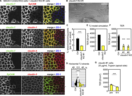 Claudin-7 is required for the formation of complex TJ strand network and barrier function. (A) Staining of the claudin-7-KO cells mixed with Ctrl cells using mouse anti-EpCAM, mouse anti–claudin-1, or mouse anti–claudin-4 mAbs (red) together with rabbit anti–claudin-7 pAb (green) and rat anti–ZO-1 mAb (blue; top three rows), or mouse anti-EpCAM mAb (green), rabbit anti–claudin-3 pAb (red), and rat anti–ZO-1 mAb (blue; bottom row). Side view positions are indicated with black arrowheads. Scale bars, 10 µm. (B) FFEM of the claudin-7-KO cells. Scale bar, 200 nm. (C) Quantification of the frequency of TJ strand branching points in the claudin-7-KO cells. Ctrl data are the same as those used in Fig. 2 H. Total length of TJ strands examined was 111 µm. Error bars indicate 95% confidence intervals. ***, P < 0.001 (exact Poisson test). (D) Distribution of horizontal TJ strand number in the claudin-7-KO cells. Blue lines indicate mean ± SD. Ctrl data are the same as those used in Fig. 2 I. n = 450 (claudin-7-KO#1). ***, P < 0.001 (two-tailed Welch’s t test). (E) Predicted TER values using simplified TJ strand network models based on the quantification data of TJ strand network complexity in the claudin-7-KO cells. (F) TER measurements of claudin-7-KO cells. n = 5. ***, P < 0.001 (two-tailed Welch’s t test with Bonferroni’s correction). (G) Effects of trypsin treatment form the apical side of claudin-7-KO cells. n = 5. ***, P < 0.001 (two-tailed paired t test). Source data are available for this figure: SourceData F7.