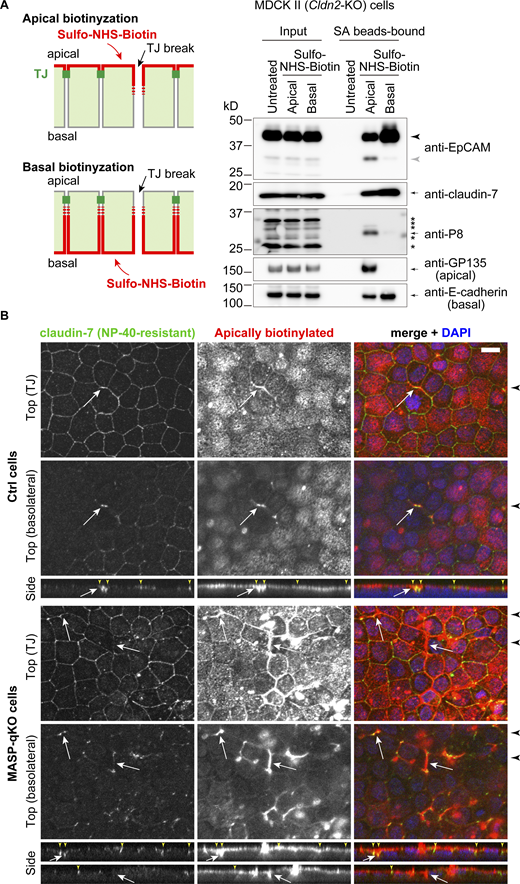 EpCAM is likely to be cleaved at TJ break sites. (A) Surface biotin labeling experiment. Sulfo-NHS-biotin was applied to the apical or basal side of Ctrl cells and biotinylated proteins were captured with streptavidin (SA) beads and analyzed by immunoblotting using rabbit anti-EpCAM mAb and other antibodies. Arrows and asterisks indicate the specific and non-specific bands, respectively. (B) Immunostaining of apically biotinylated cells extracted with detergent. Sulfo-NHS-biotin was applied to the apical side of Ctrl (upper panels) or MASP-qKO (lower panels) cells. NP-40–soluble proteins were extracted before fixation and cells were stained with anti–claudin-7 pAb (green), streptavidin (red), and DAPI (blue). Top views of TJ and basolateral levels and side view are shown. Black arrowheads on the side of the top views indicate the location where the side-view section was made, and the small yellow arrowheads on the side-view panels indicate the locations of the tricellular contacts. Note that NP-40–insoluble claudin-7 was detected at the TJ break sites (white arrows). Scale bar, 10 µm. Source data are available for this figure: SourceData F8.
