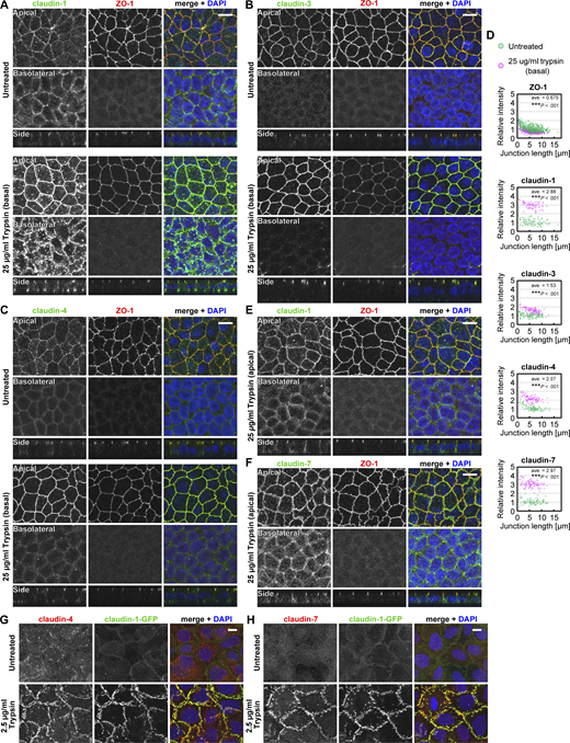 Localization patterns of claudins in the Ctrl cells and A431 cells treated with trypsin. (A–C, E, and F) Ctrl MDCK II cells grown on the filter were treated with 25 µg/ml (wt/vol) trypsin from the basal side (A–C) or the apical side (E and F) for 15 min, and were stained for claudin-1 (A and E), claudin-3 (B), claudin-4 (C), or claudin-7 (F; green) together with ZO-1 (red) and DAPI (blue). Stacked images of the apical (top) or basolateral (middle) regions and side views (bottom) are shown. Scale bars, 10 µm. (D) Quantification of fluorescence intensity of ZO-1 and claudins at cell–cell junctions. The intensity at each cell–cell junction in the trypsin-treated cells (magenta) was normalized to the averaged intensity in the untreated cells (green) and plotted against the length of the cell–cell junctions. ***, P <0.001 (weighted two-tailed Student’s t test). (G and H) Claudin-1-GFP (green)–expressing A431 cells on coverslips were treated with 2.5 µg/ml trypsin and stained for claudin-4 (G) or claudin-7 (H; red) and DAPI (blue). Stacked images are shown. Scale bars, 10 µm. Source data are available for this figure: SourceData FS1. Refer to the image caption for details.