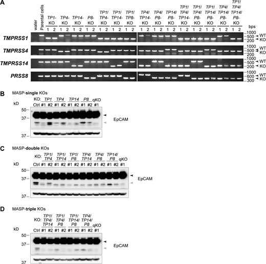 RT-PCR and immunoblotting of the MASP-KO cells. (A) Transcripts of each MASP-KO cell clone were analyzed by RT-PCR. The primers were designed at the upstream and downstream regions of the deletion. (B–D) Lysates of the MASP-sKO (B), -dKO (C), and -tKO (D) cells were analyzed using rabbit anti-EpCAM mAb. Black and gray arrowheads indicate full-length and cleaved EpCAM, respectively. β-actin served as loading controls. Source data are available for this figure: SourceData FS4. Refer to the image caption for details.