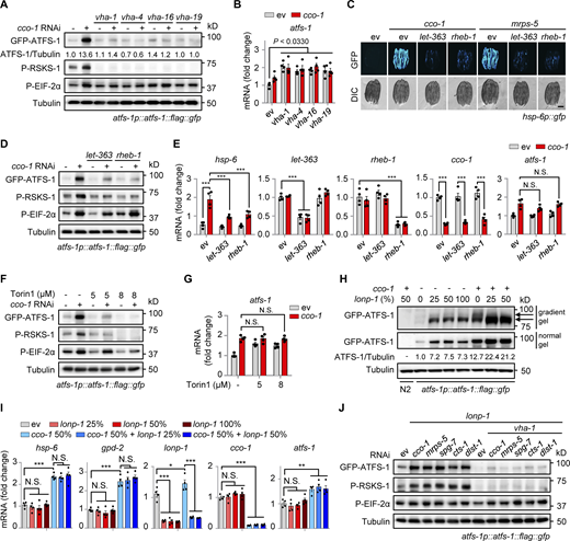 Mitochondrial stress induces v-ATPase-dependent TORC1 activation and increases ATFS-1 expression. (A and B) Western blots (A) and atfs-1 mRNA levels (n = 4 biologically independent samples; B) of atfs-1p::atfs-1::flag::gfp worms fed with control, vha-1, vha-4, vha-16, or vha-19 (25%) RNAi with or without cco-1 (50%) RNAi. (C) RNAi of let-363 or rheb-1 attenuated UPRmt activation. hsp-6p::gfp worms were fed with control, let-363 (75%), or rheb-1 (75%) RNAi, in combination with cco-1 (25%) or mrps-5 (25%) RNAi. Scale bar, 0.3 mm. (D and E) Western blots (D) and qRT-PCR analysis of transcripts (n = 4 biologically independent samples; E) of atfs-1p::atfs-1::flag::gfp worms fed with control, let-363 (60%) or rheb-1 (60%) RNAi, with or without cco-1 (40%) RNAi. (F and G) Western blots (F) and qRT-PCR analysis of transcripts (n = 4 biologically independent samples; G) of atfs-1p::atfs-1::flag::gfp worms fed with control or cco-1 (40%) RNAi, co-treated with or without 5 or 8 μM Torin1. (H and I) Western blots (H) and qRT-PCR analysis of transcripts (n = 4 biologically independent samples; I) in atfs-1p::atfs-1::flag::gfp worms fed with control, lonp-1 and/or cco-1 RNAi. Wild-type (N2) worms fed with cco-1 RNAi were used as a negative control. Western blots were performed with either normal or 4–12% gradient gels. (J) Western blots of atfs-1p::atfs-1::flag::gfp worms fed with control, cco-1, mrps-5, spg-7, or cts-1 (50%) RNAi in the presence of lonp-1 (25%) RNAi, and/or vha-1 (25%) RNAi. Error bars denote SEM. Statistical analysis was performed by ANOVA followed by Tukey post-hoc test (*P < 0.05; **P < 0.01; ***P < 0.001). Source data are available for this figure: SourceData F3. Refer to the image caption for details.