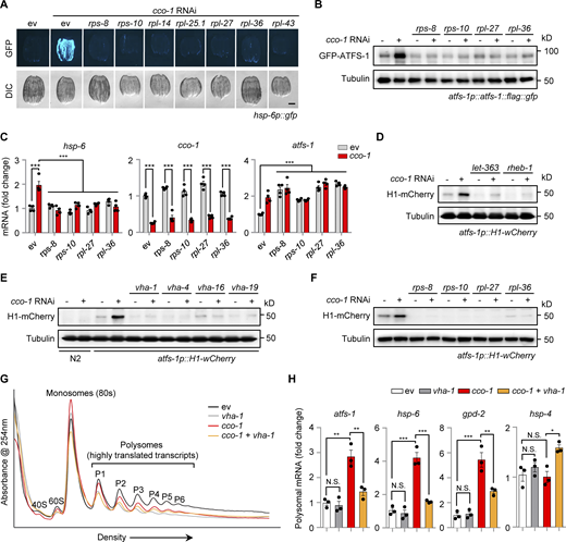 Knockdown of ribosomal subunits blocks UPRmtactivation and ATFS-1 translation upon mitochondrial stress. (A) RNAi of multiple ribosomal subunits attenuated UPRmt activation induced by cco-1 RNAi. RNAi targeting cco-1 occupies 40%, RNAi targeting ribosomal subunits occupies 60%. Scale bar, 0.3 mm. (B and C) Western blots (B) and qRT-PCR analysis of transcripts (n = 4 biologically independent samples; C) in atfs-1p::atfs-1::flag::gfp worms fed with control, rps-8, rps-10, rpl-27 or rpl-36 (60%) RNAi with or without cco-1 (40%) RNAi. (D–F) Western blots of atfs-1p::H1-wCherry worms fed with control or cco-1 (40%) RNAi, in combination with let-363 or rheb-1 (60%) RNAi (D), vha-1, vha-4, vha-16, or vha-19 (25%) RNAi (E), or rps-8, rps-10, rpl-27 or rpl-36 (60%) RNAi (F). (G) Representative polysome profiles of worms fed with control or cco-1 (50%) RNAi, with or without or vha-1 (25%) RNAi. The relative positions of the ribosome subunits (40 and 60 S), monosomes (80 S), and polysomes (P1-P6) are indicated. (H) qRT-PCR analysis of transcripts (n = 3 biologically independent samples) in the polysomal fractions (highly translated) of worms as indicated in G. Error bars denote SEM. Statistical analysis was performed by ANOVA followed by Tukey post-hoc test (*P < 0.05; **P < 0.01; ***P < 0.001). Source data are available for this figure: SourceData F4.